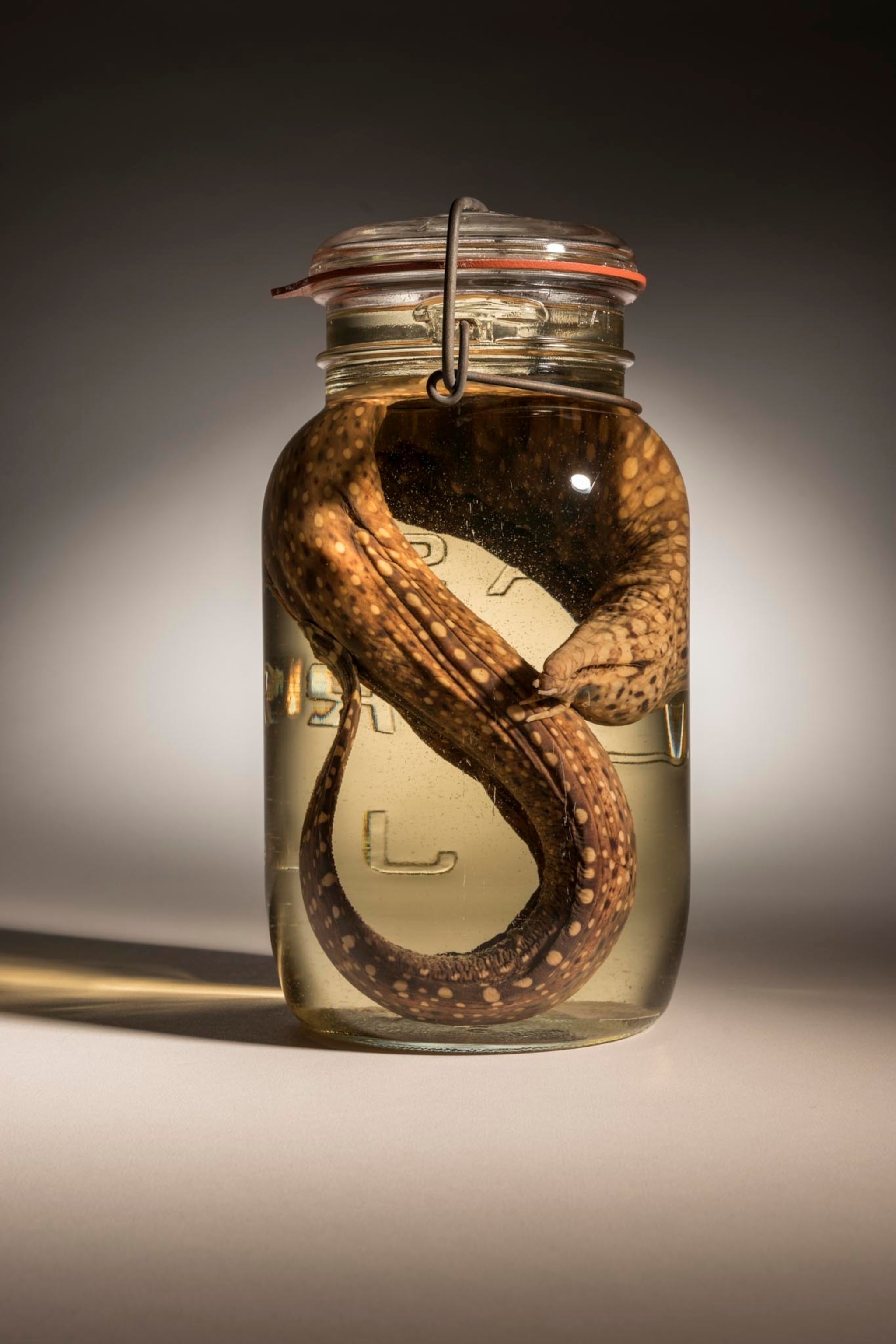 leopard moray eel in a jar