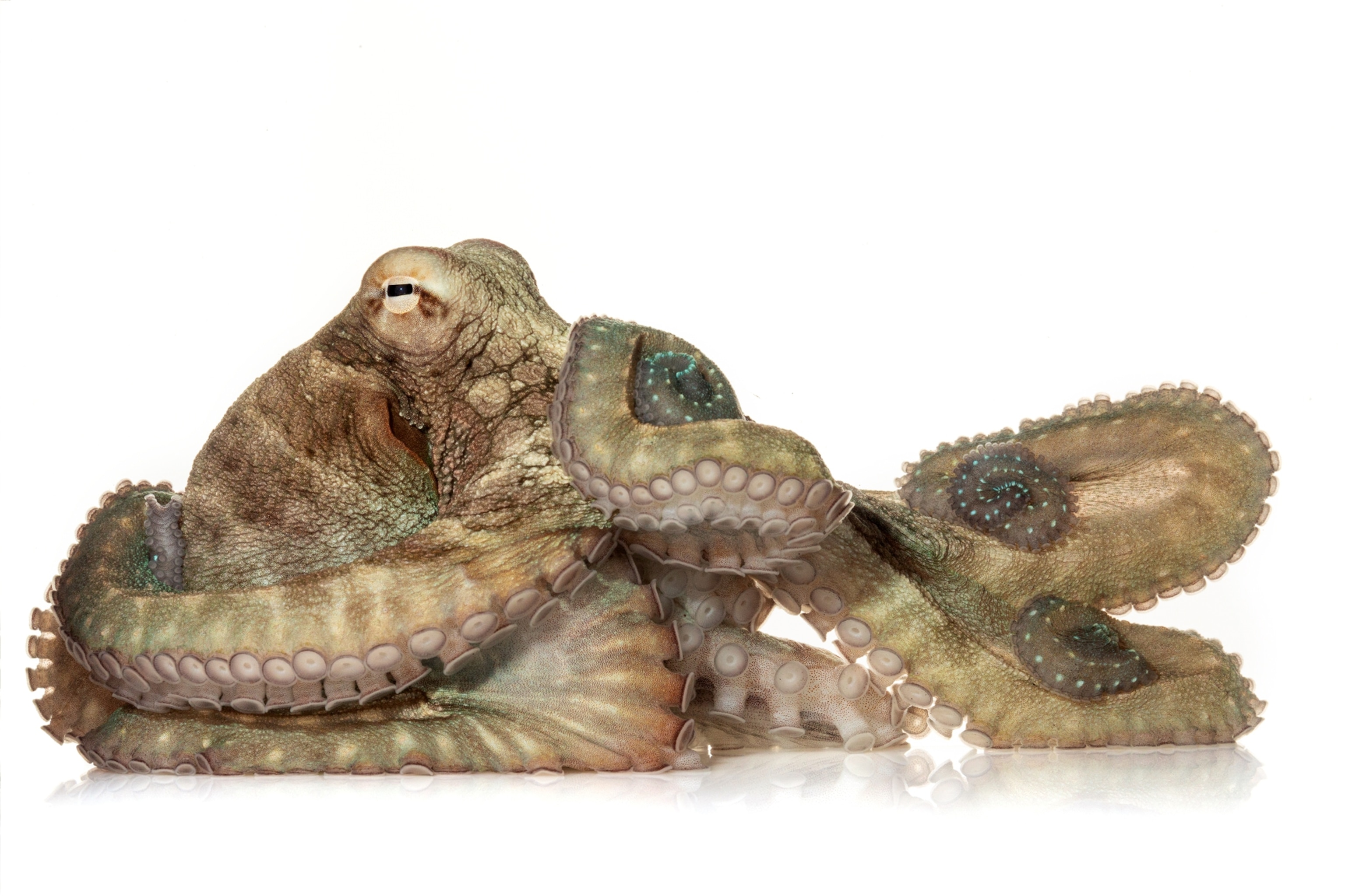 Octopus looking like a sitting person with crossed arms and legs.