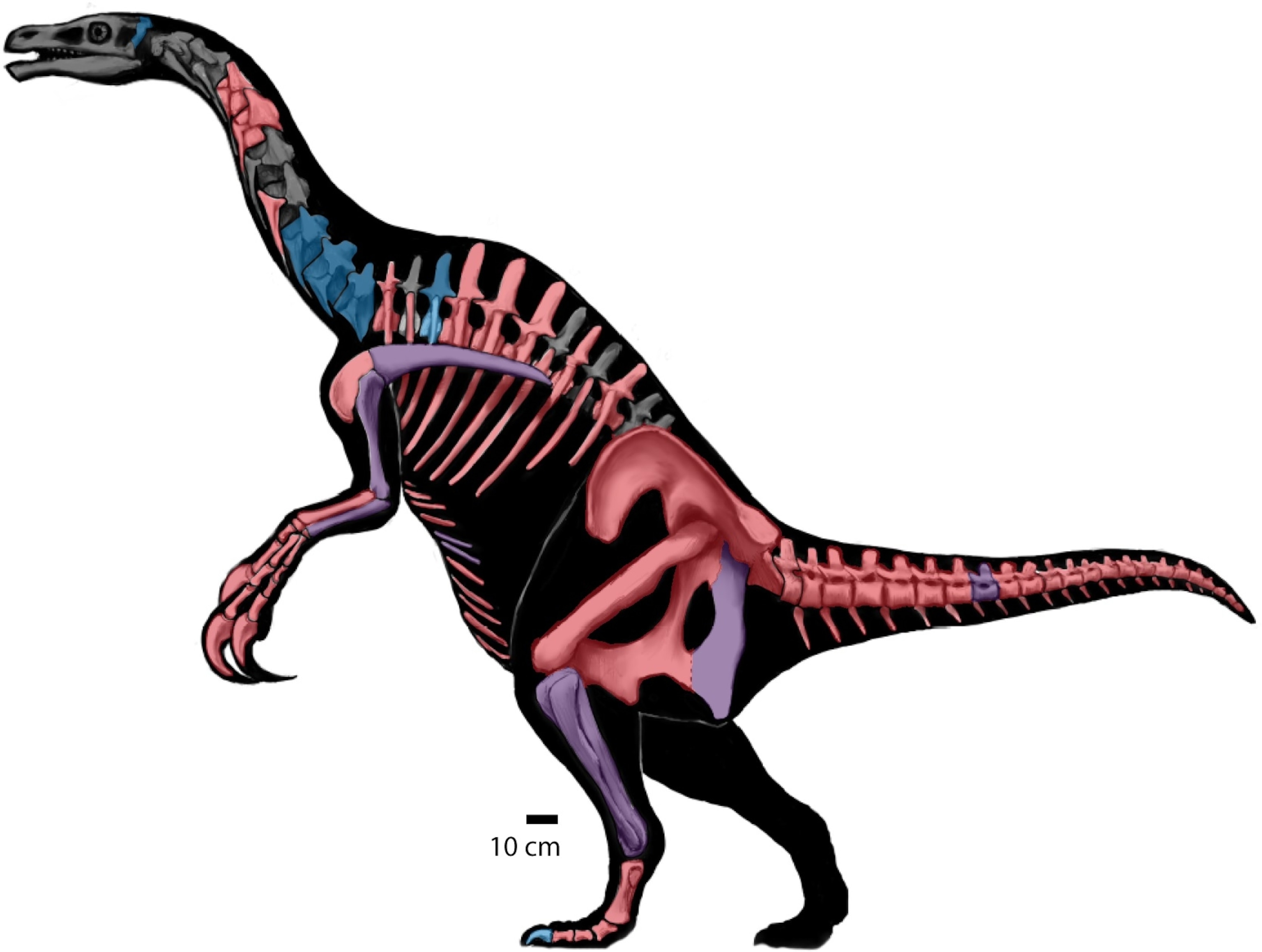 Blue bones are those known for Nothronychus mckinleyi, red are for N. graffami, and purple bones represent elements known in both. From et al., 2015.
