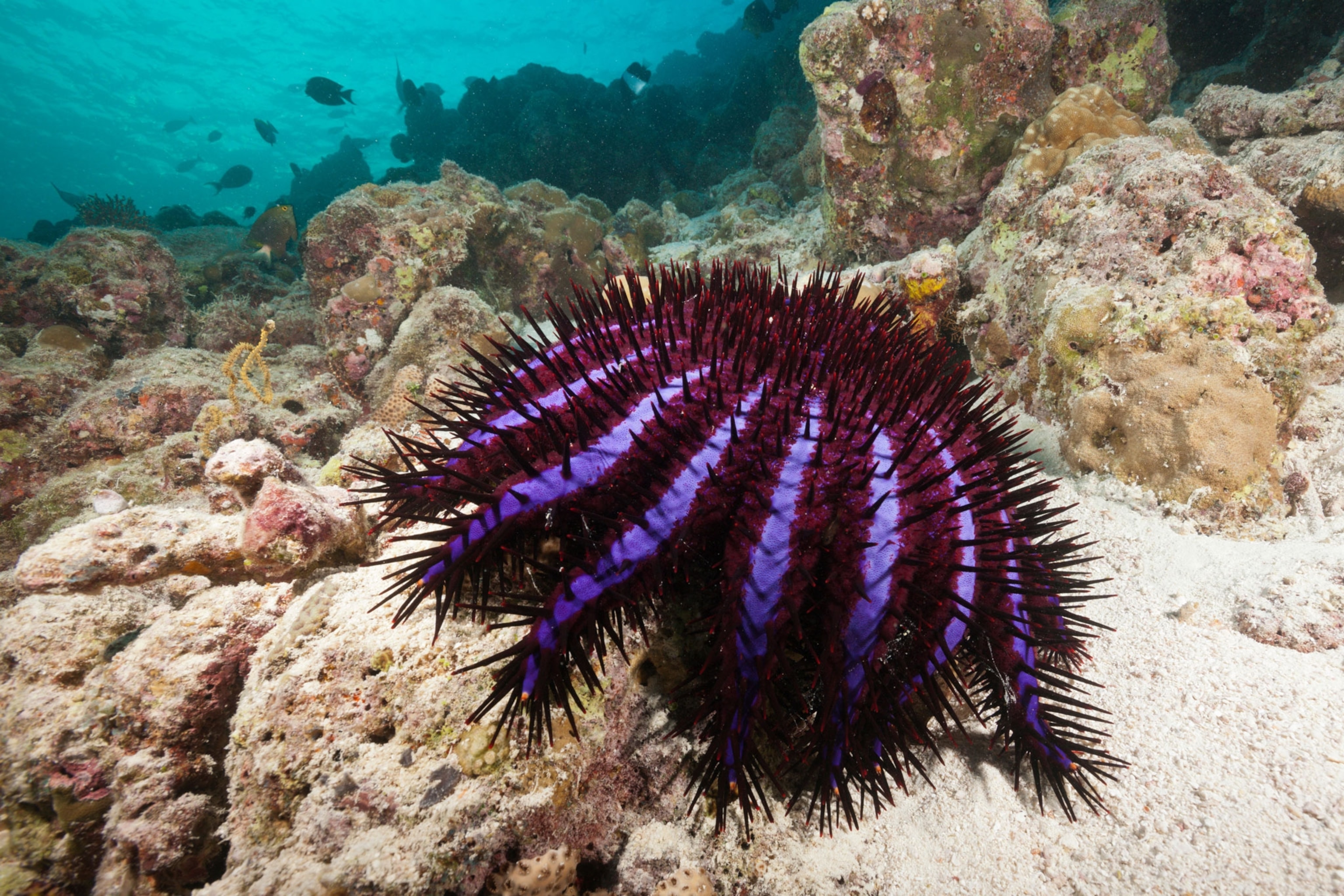 a purple spiny crown-of-thorns starfish
