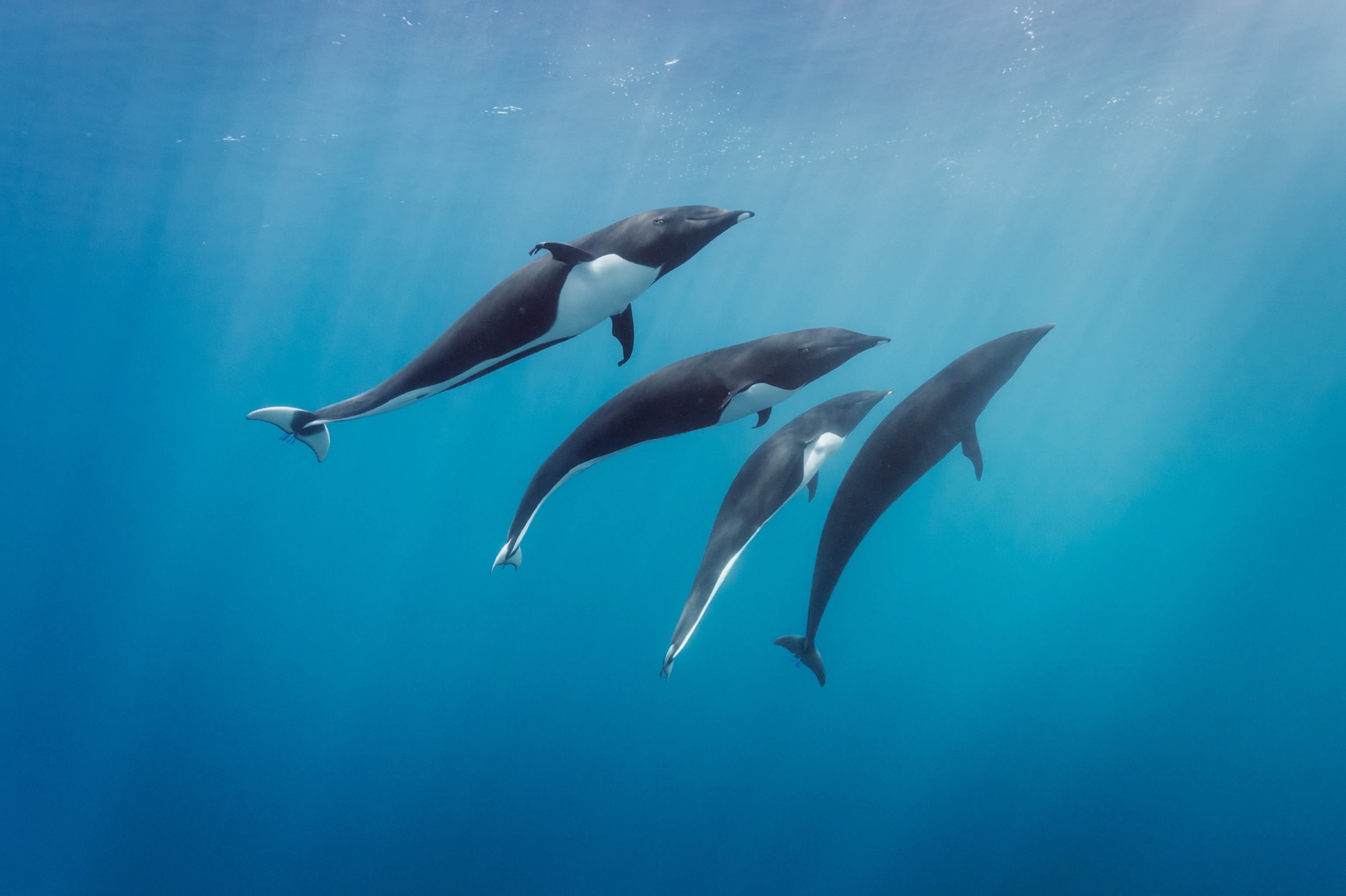 four northern right whale dolphins in Cortes Bank