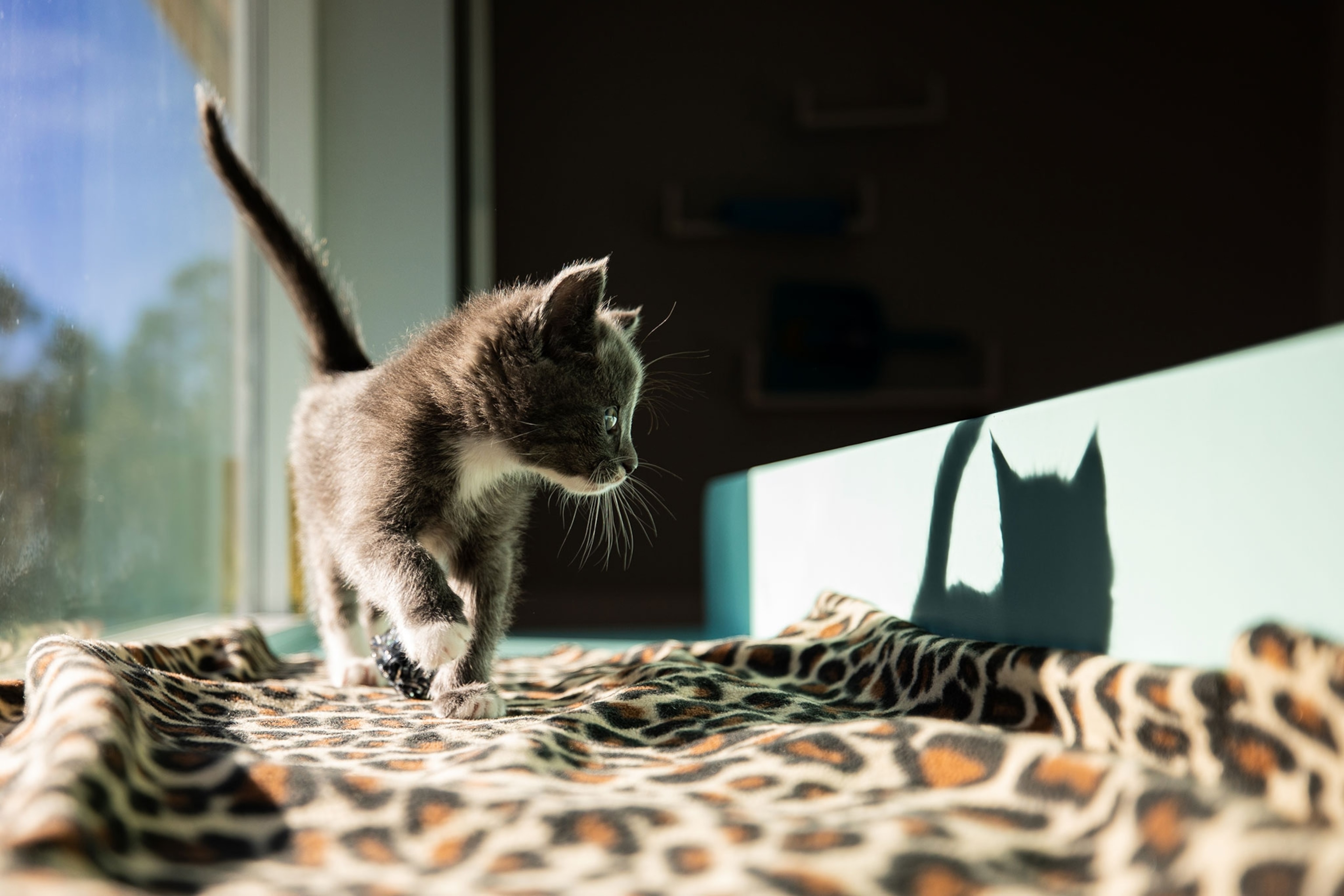 a seven-week-old gray-and-white domestic shorthair kitten, investigates her shadow in a sunny window bed