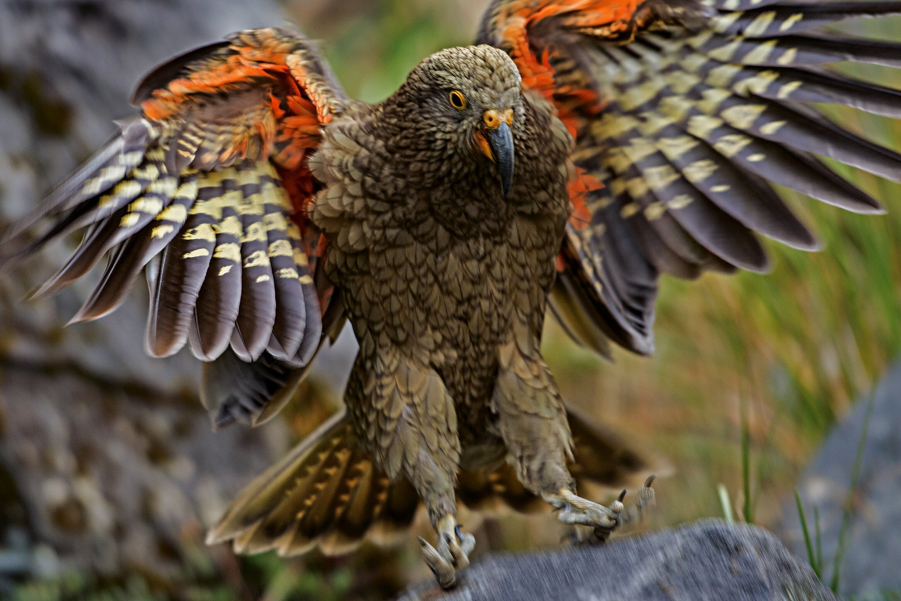 Alpine Parrot