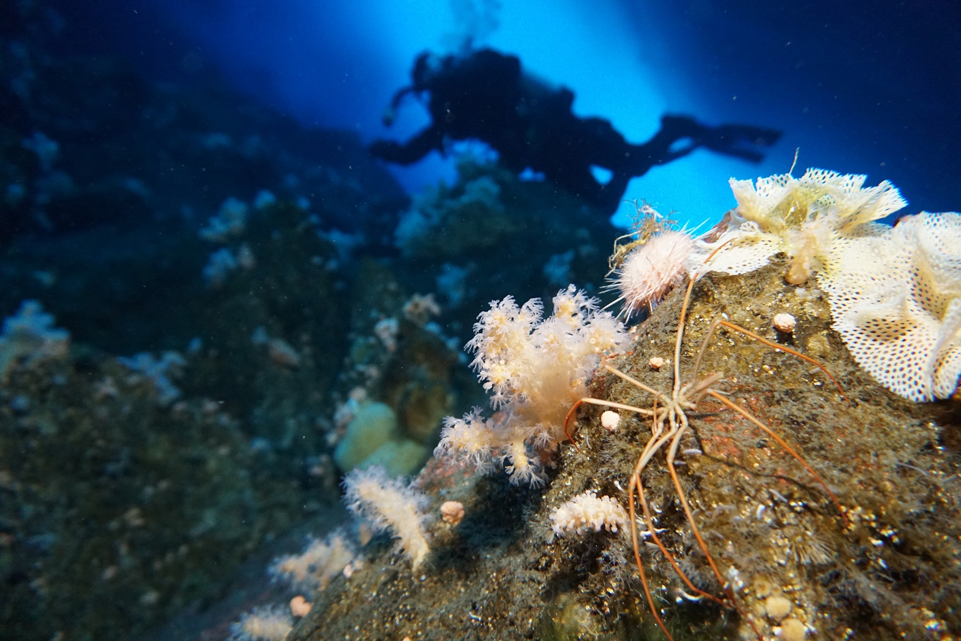 sea spider