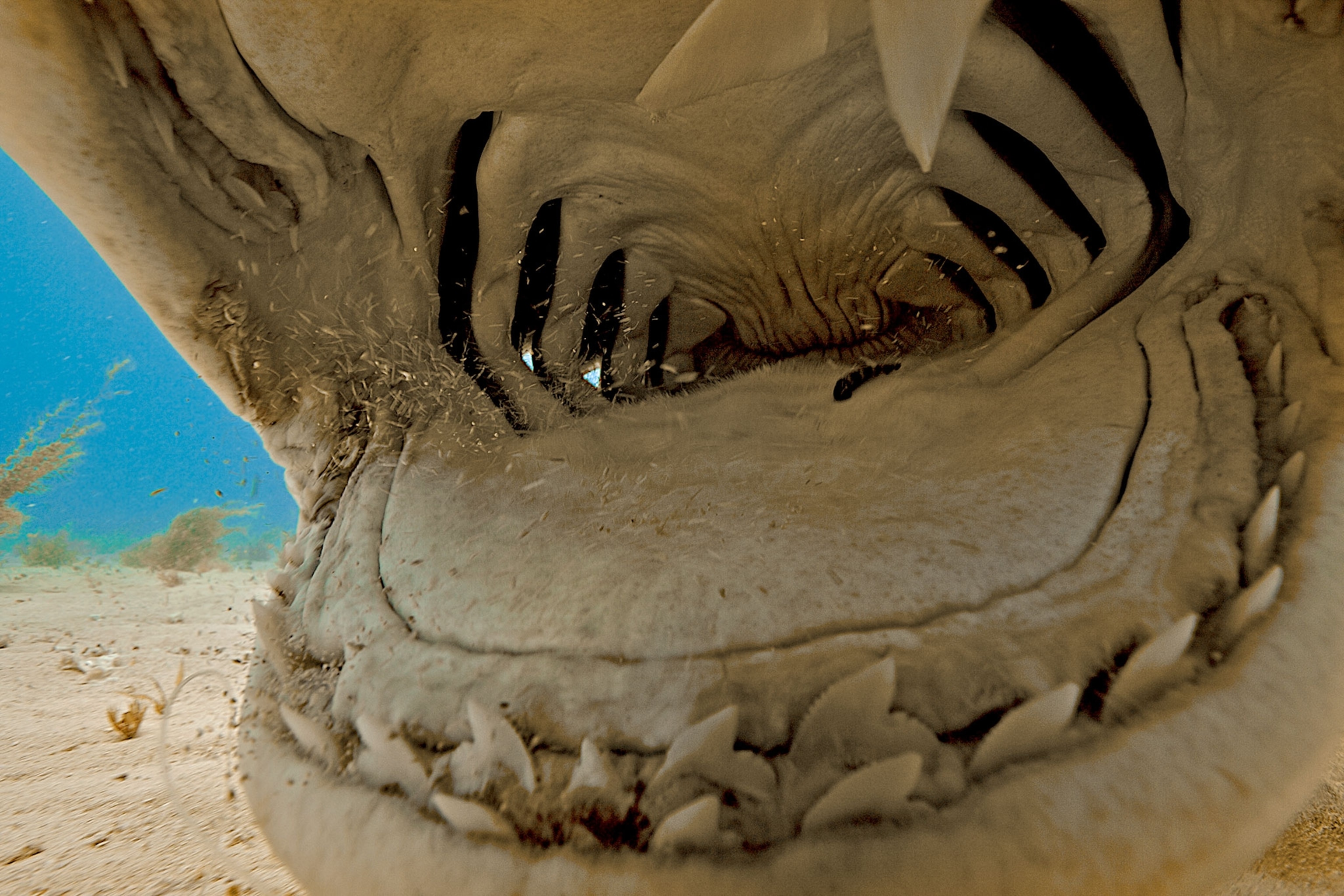 the mouth of a tiger shark