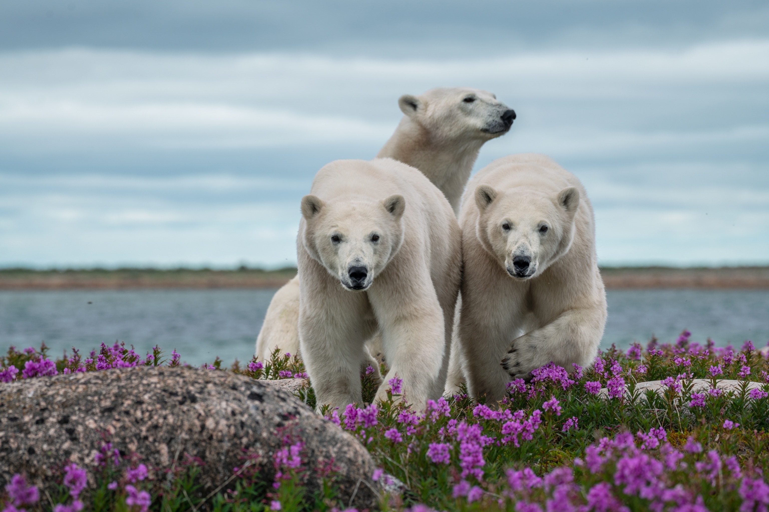 Picture of mother bear behind two grown-up kinds.