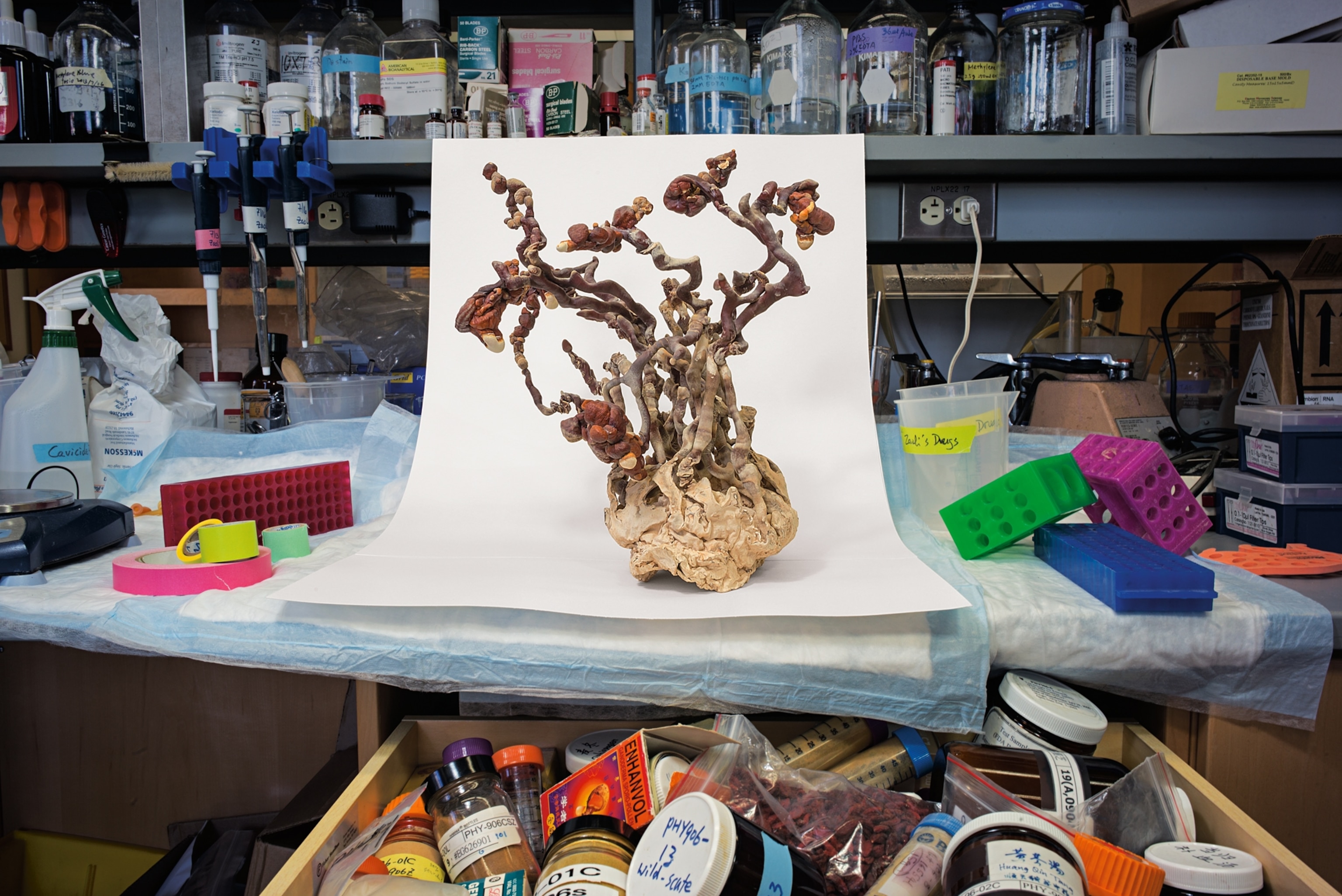 brown, tree-like fungus on a white sheet of paper in a lab