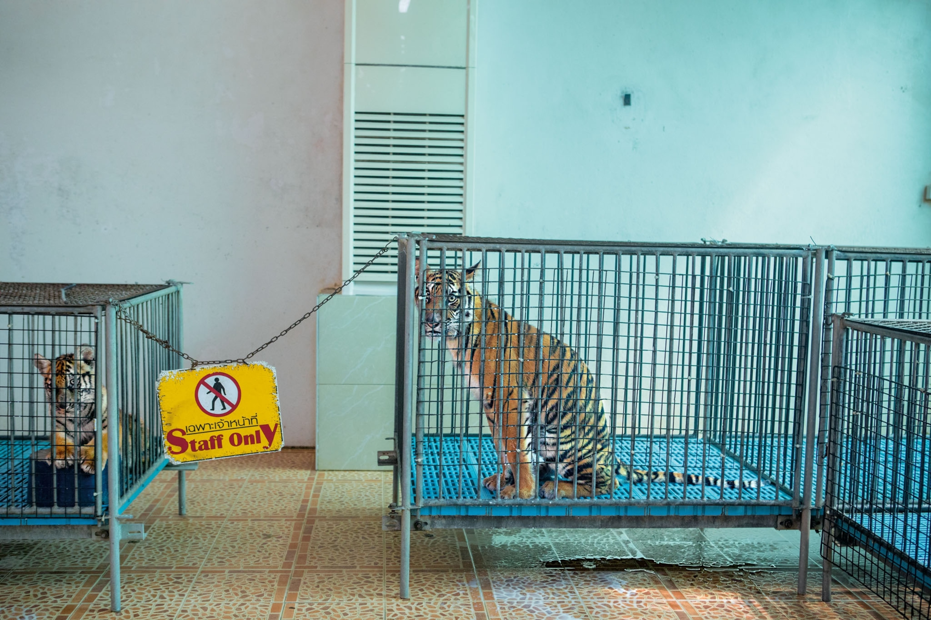 tigers caged up