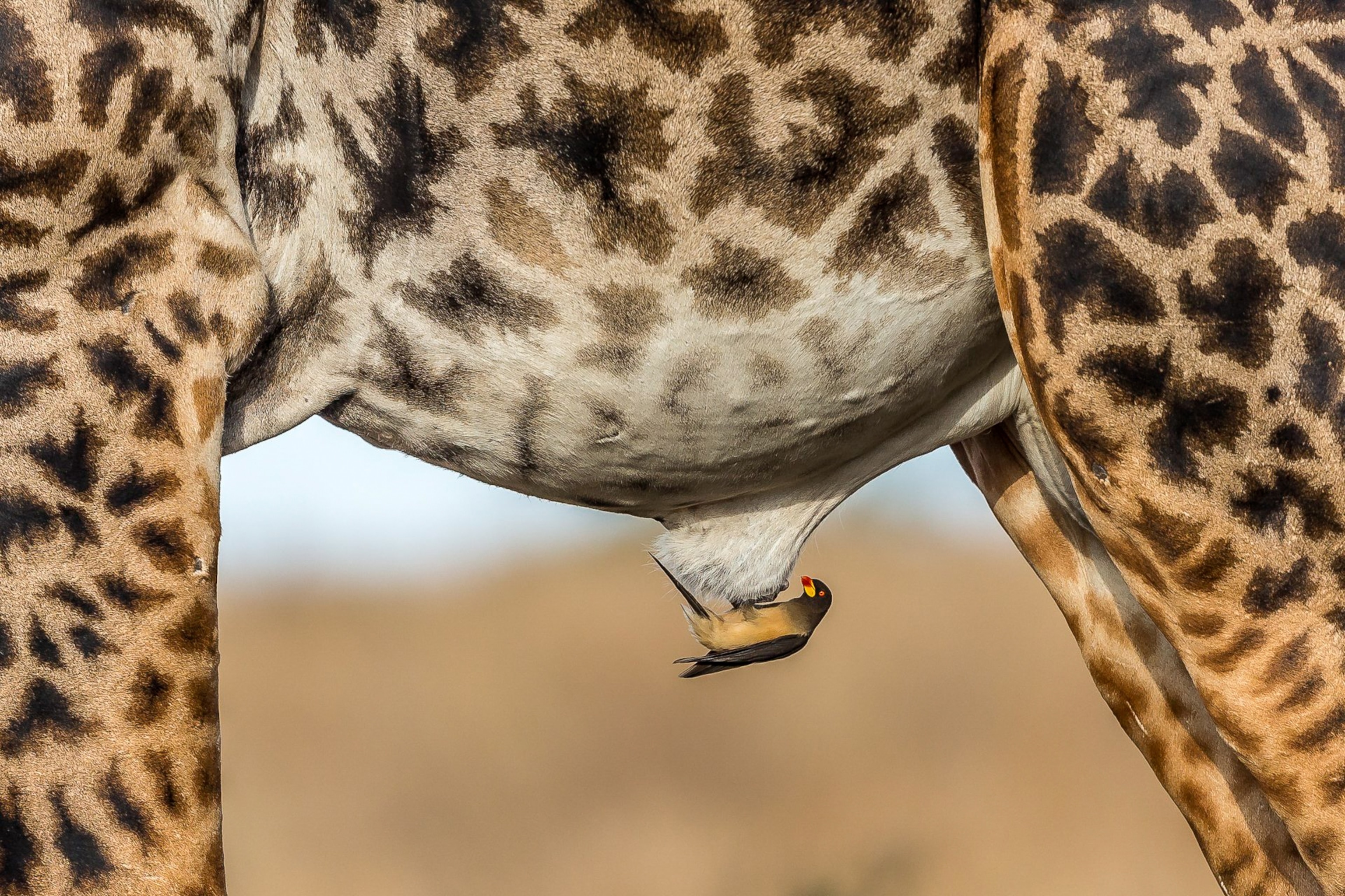 giraffe