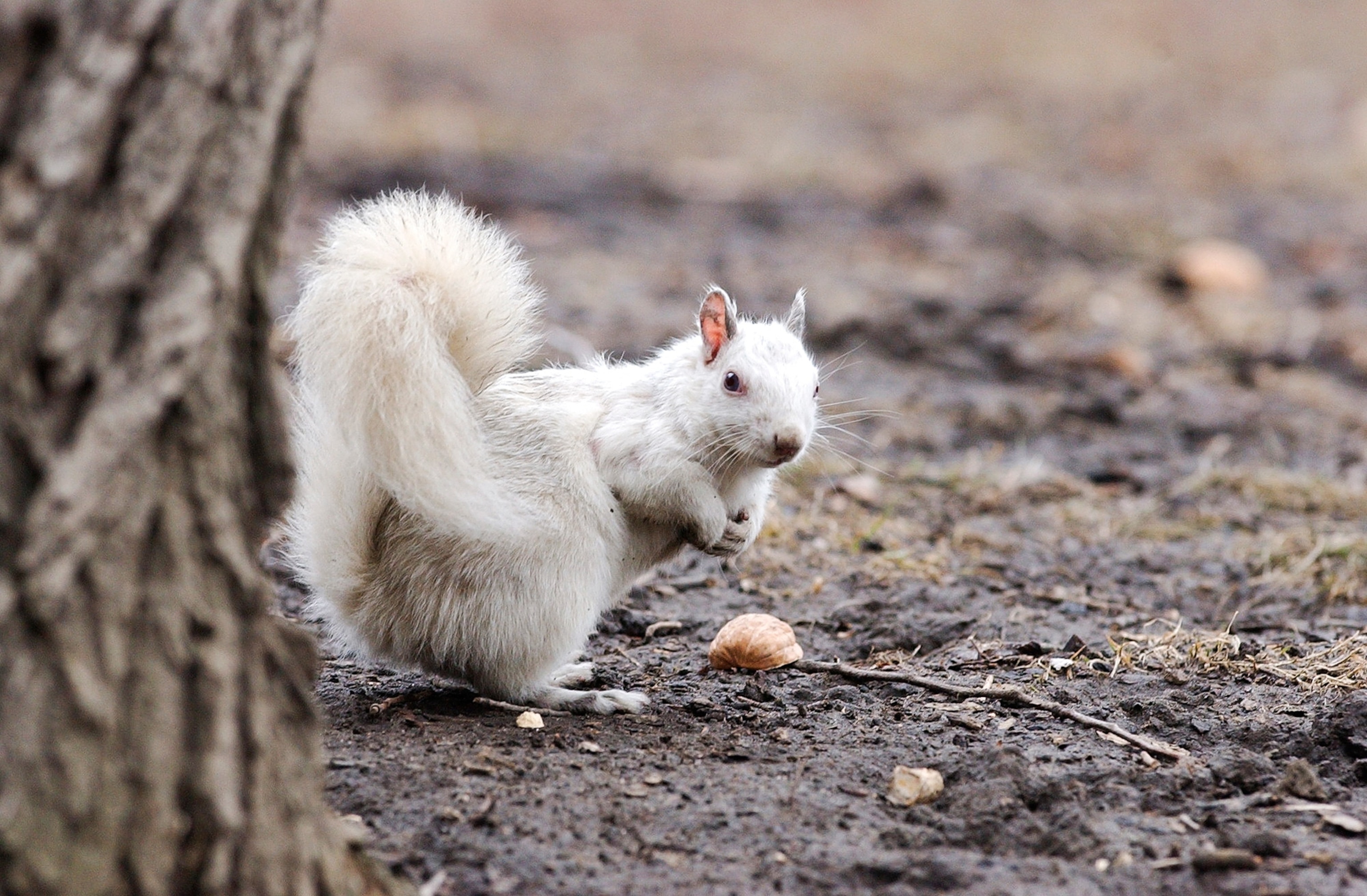 an albino squirrel