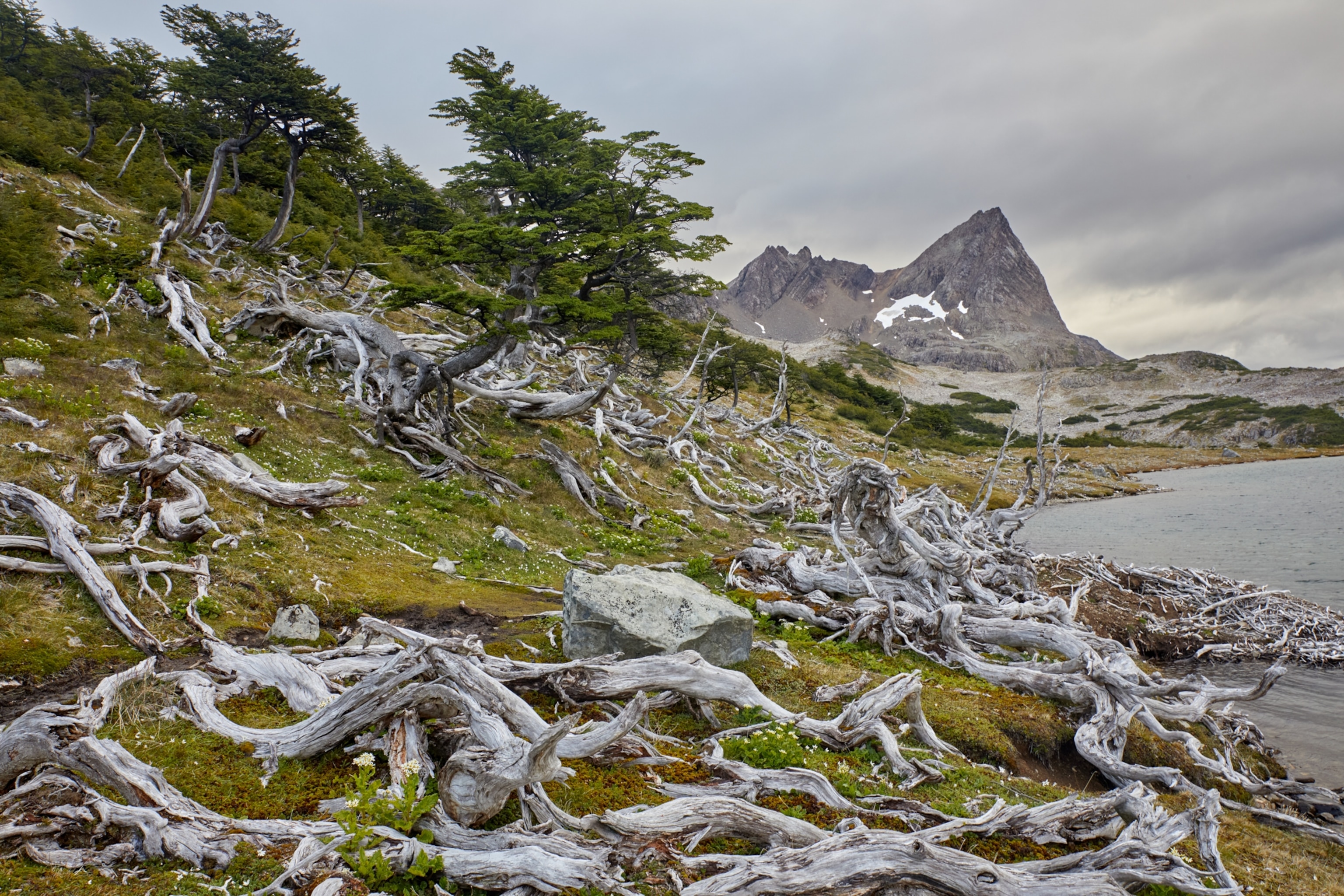 Tree roots line the ground on the Dientes de Navarino mountain range.