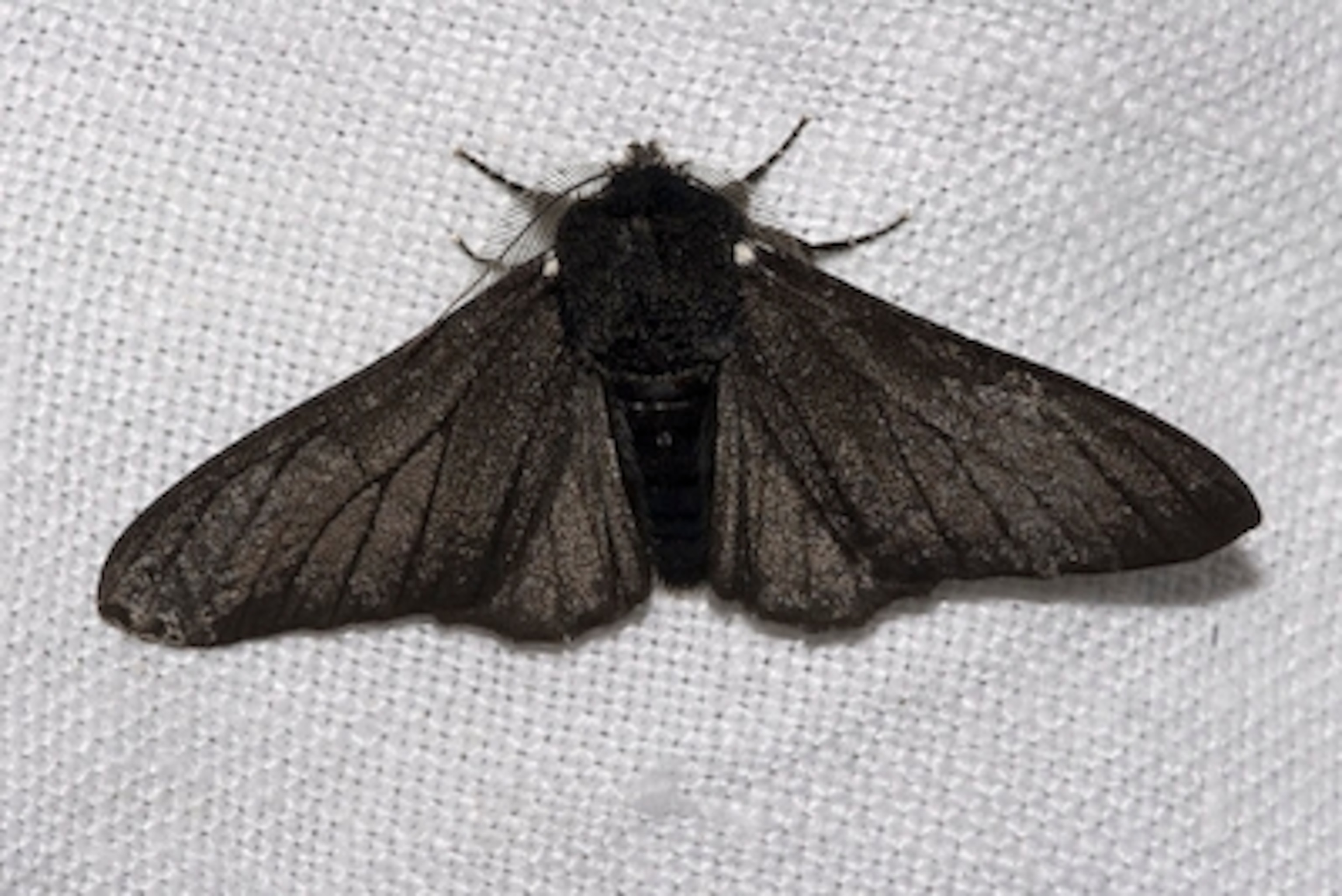 Melanic form of peppered moth. Via Wikipedia