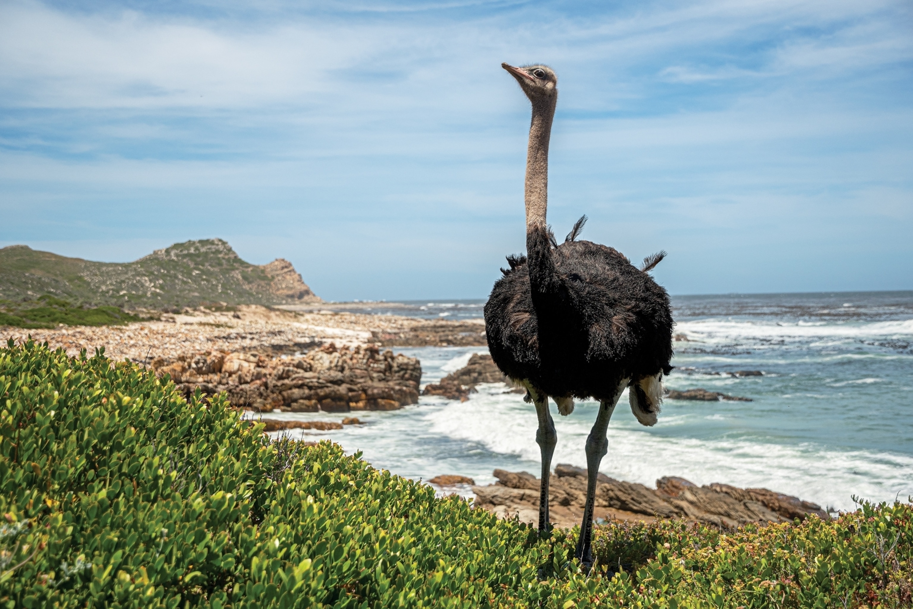 ostrich on a beach.