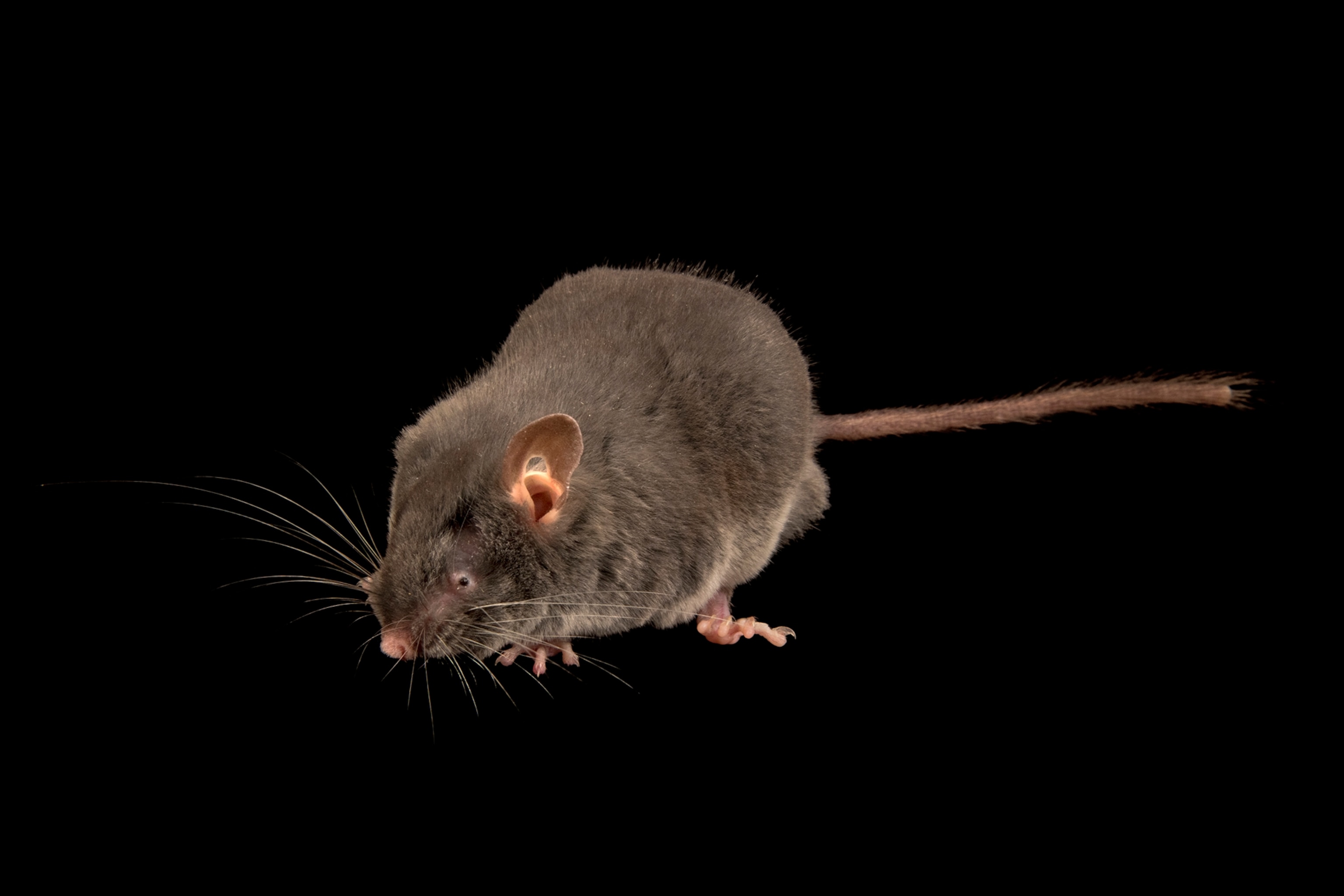 Picture of a Chinese pygmy dormouse, Typhlomys cinereus