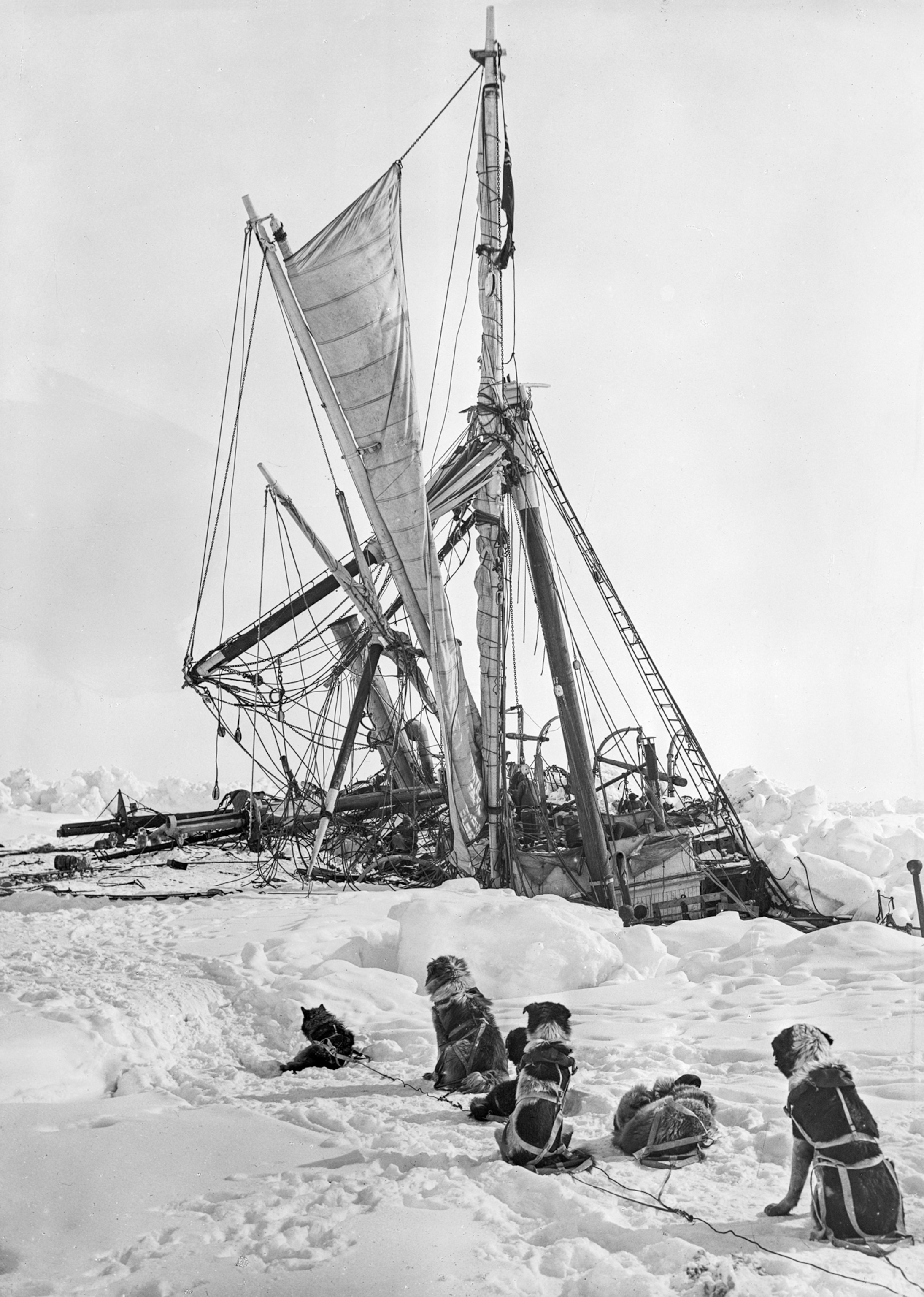 Dogs sit on the snow, and observe the Endurance ship sinking