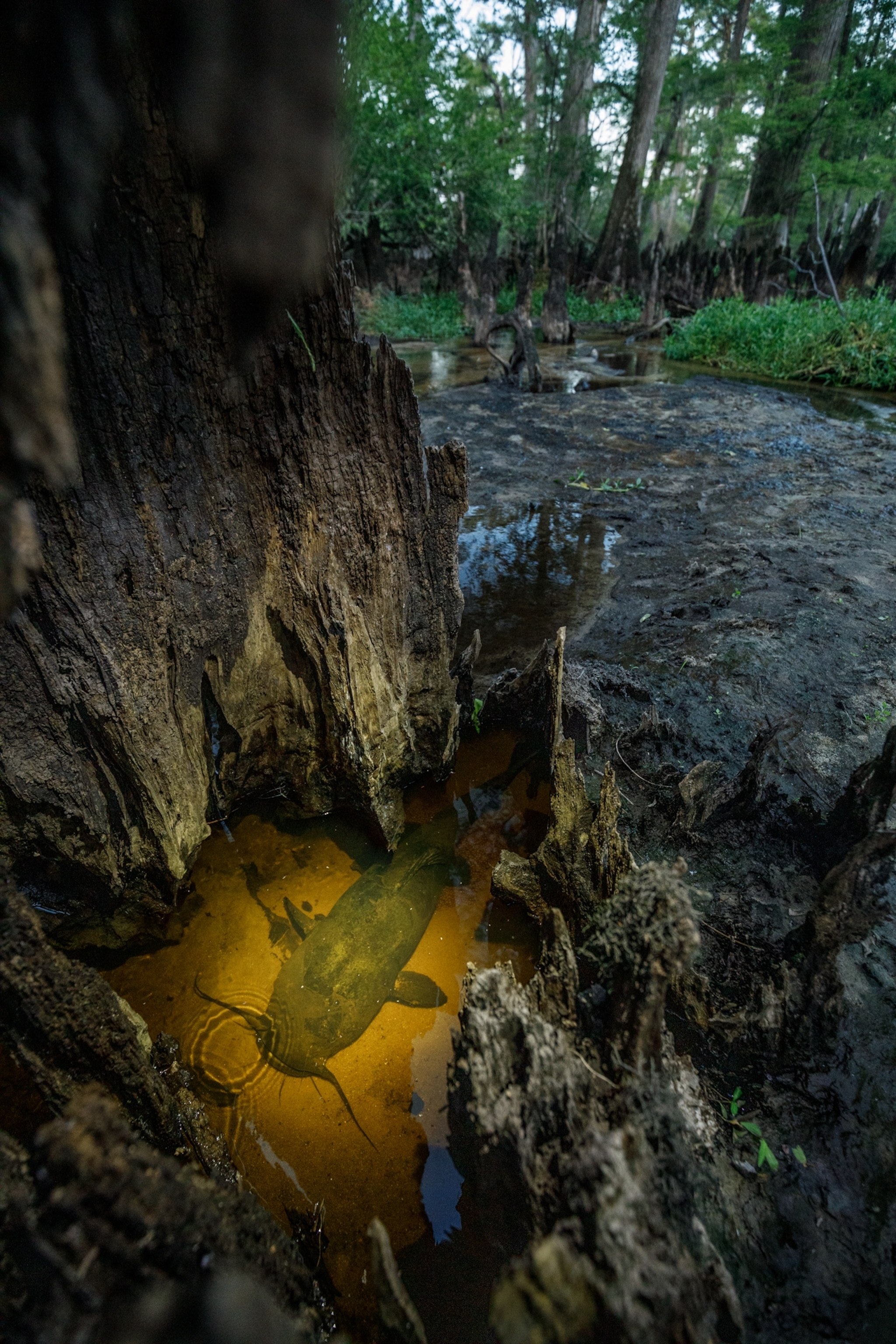 Fish in the hole under cypress roots.