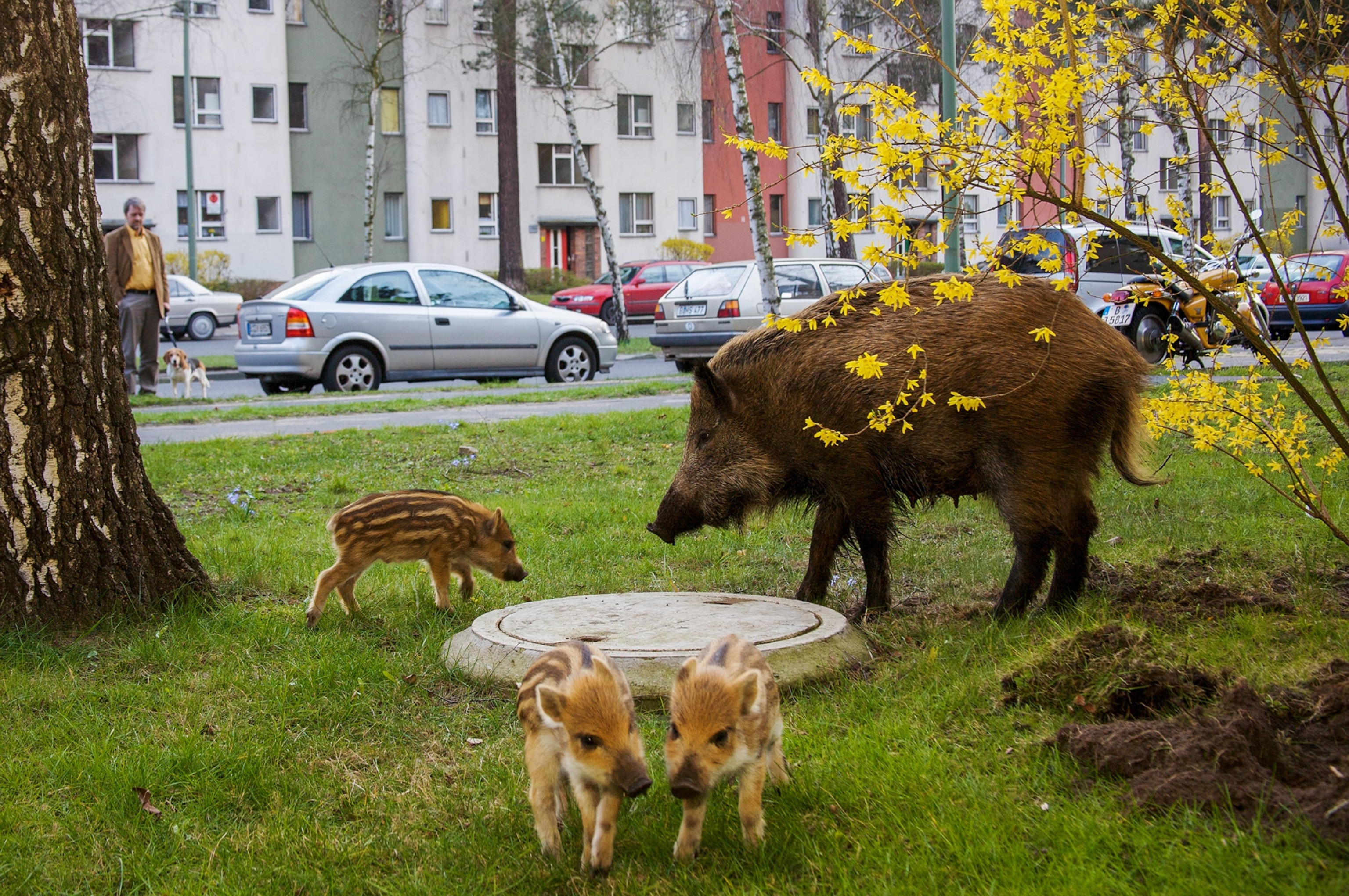 wild boar in Berlin, Germany