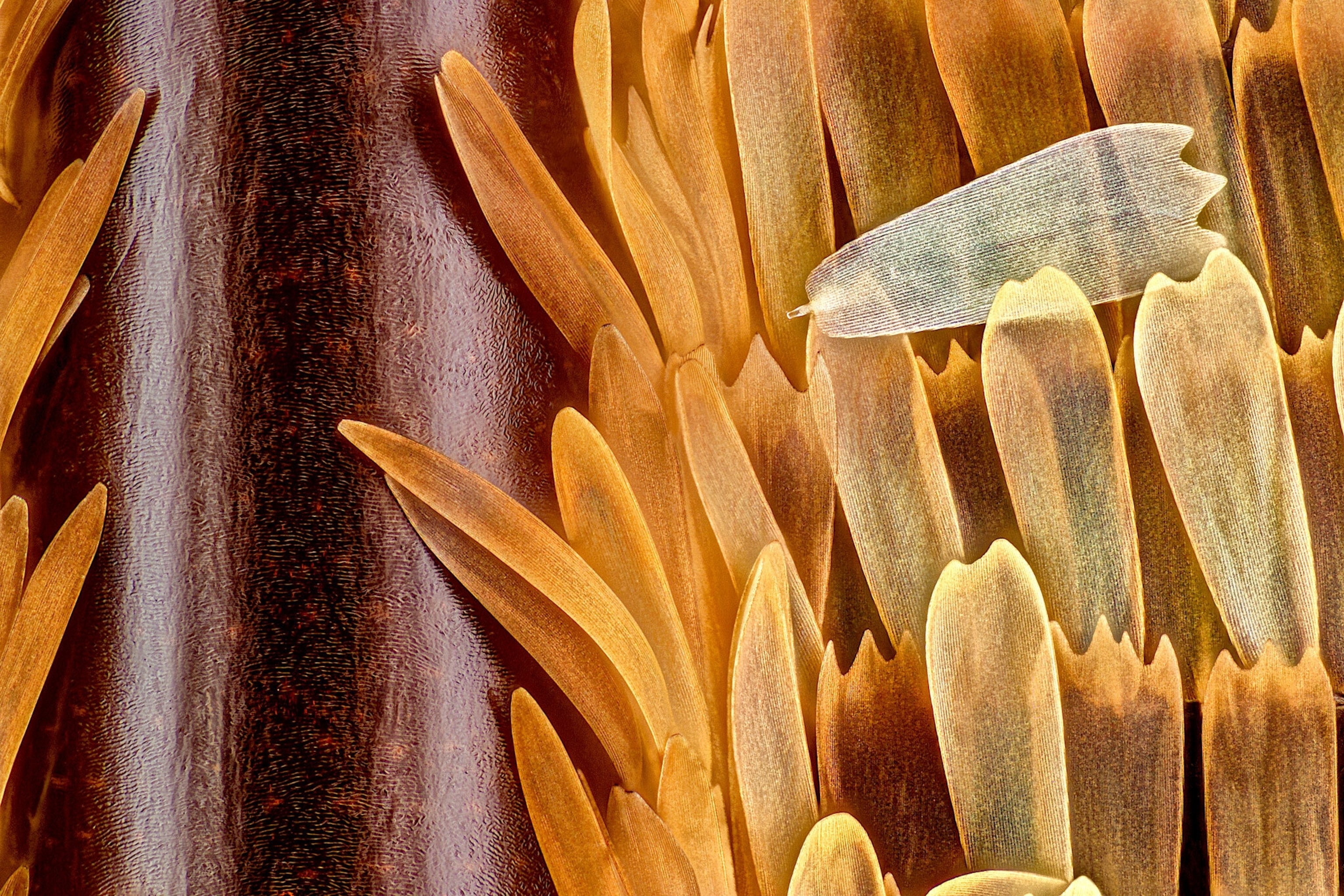 Microscopic image of a butterfly wing