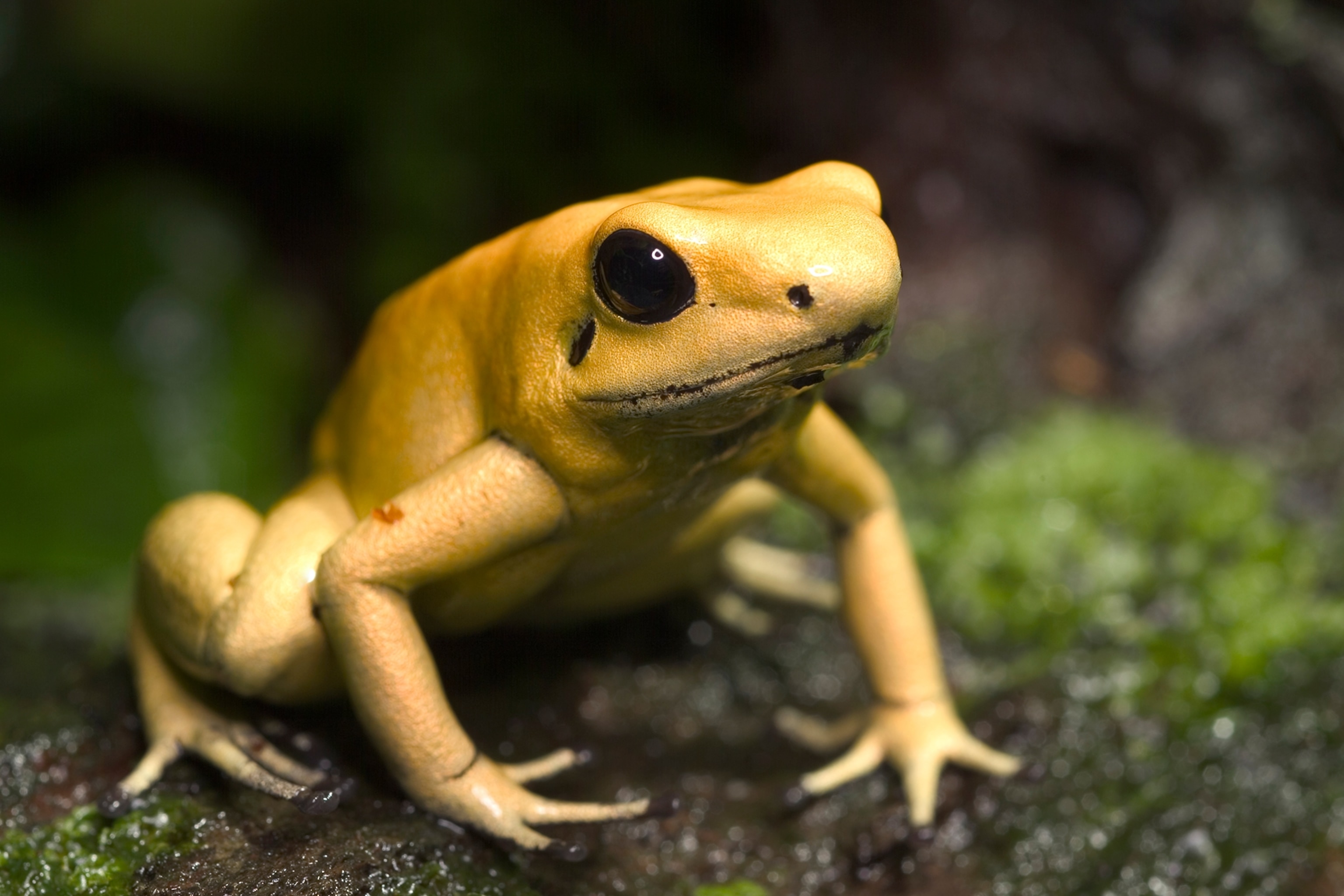 a golden poison dart frog