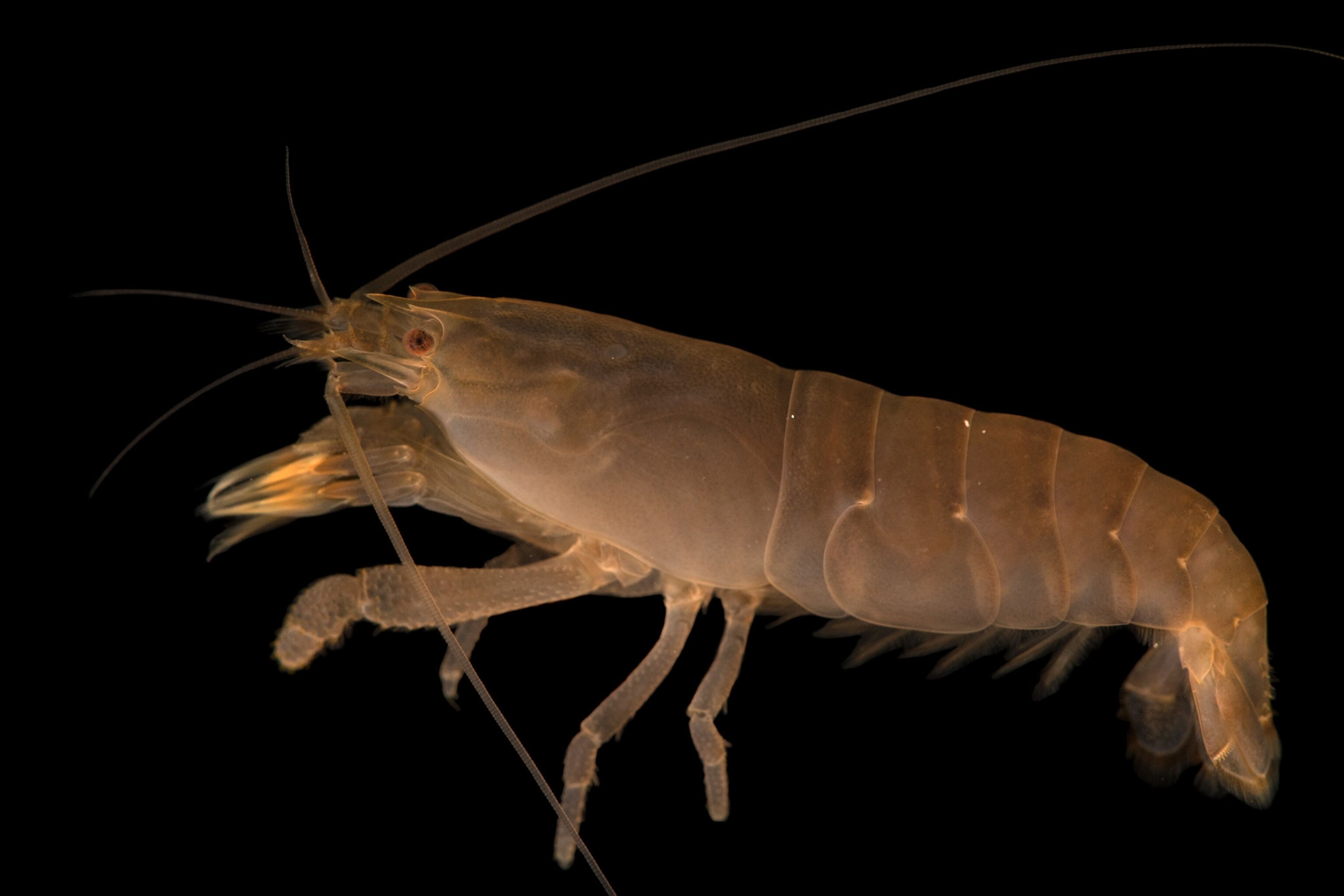 a vampire shrimp
