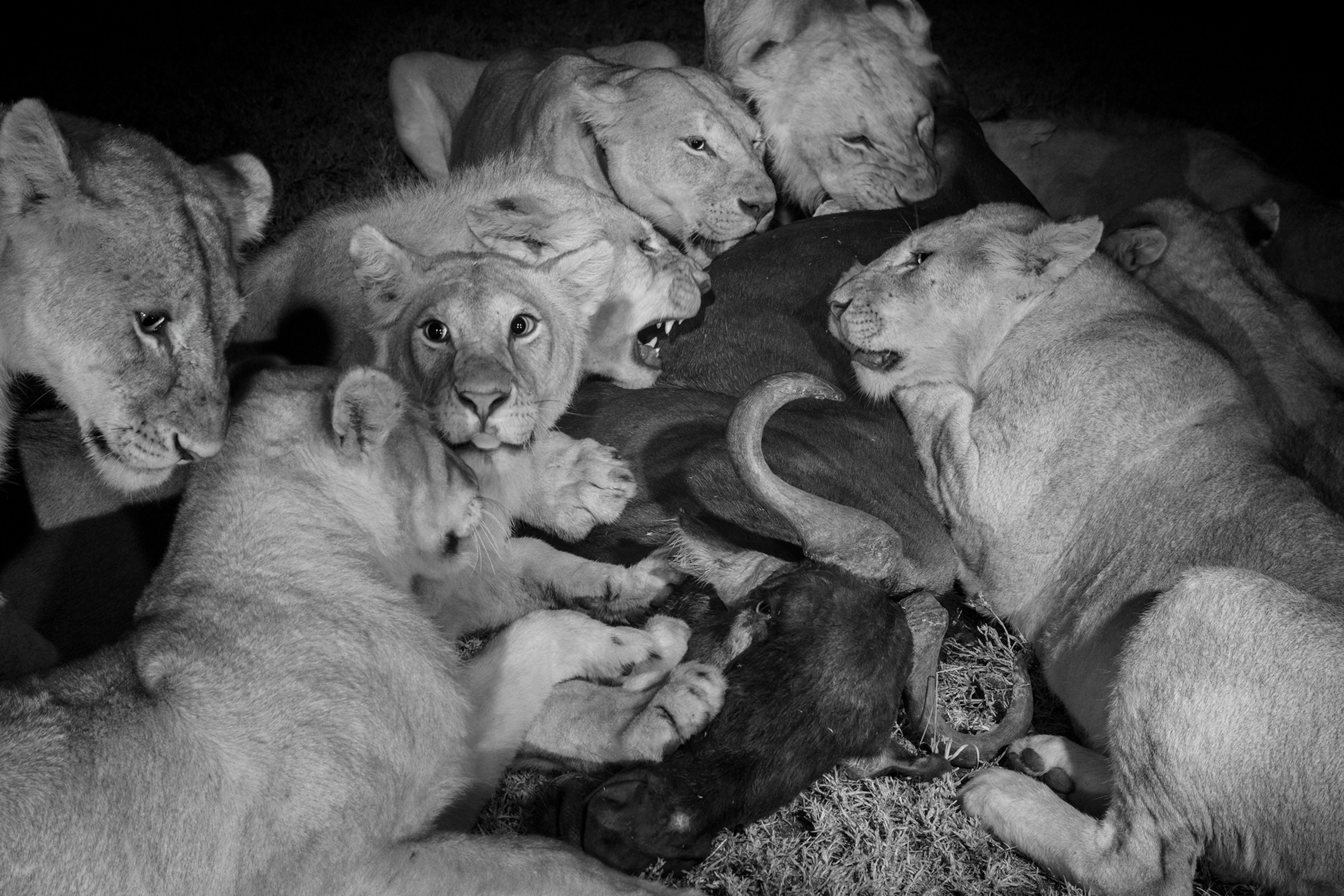 adult female lions and large cubs feasting on a wildebeest