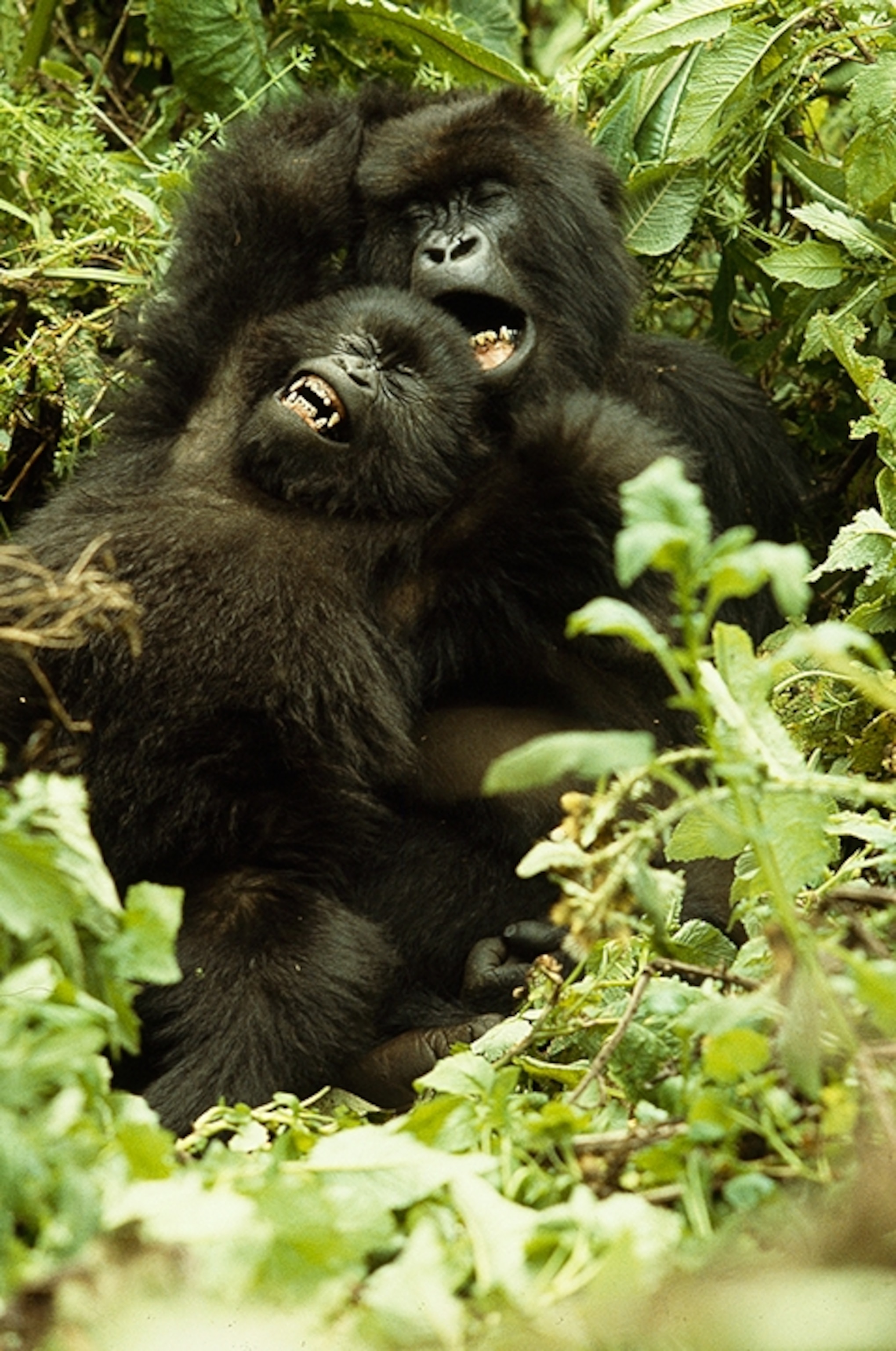 a juvenile male gorilla playing with his mother