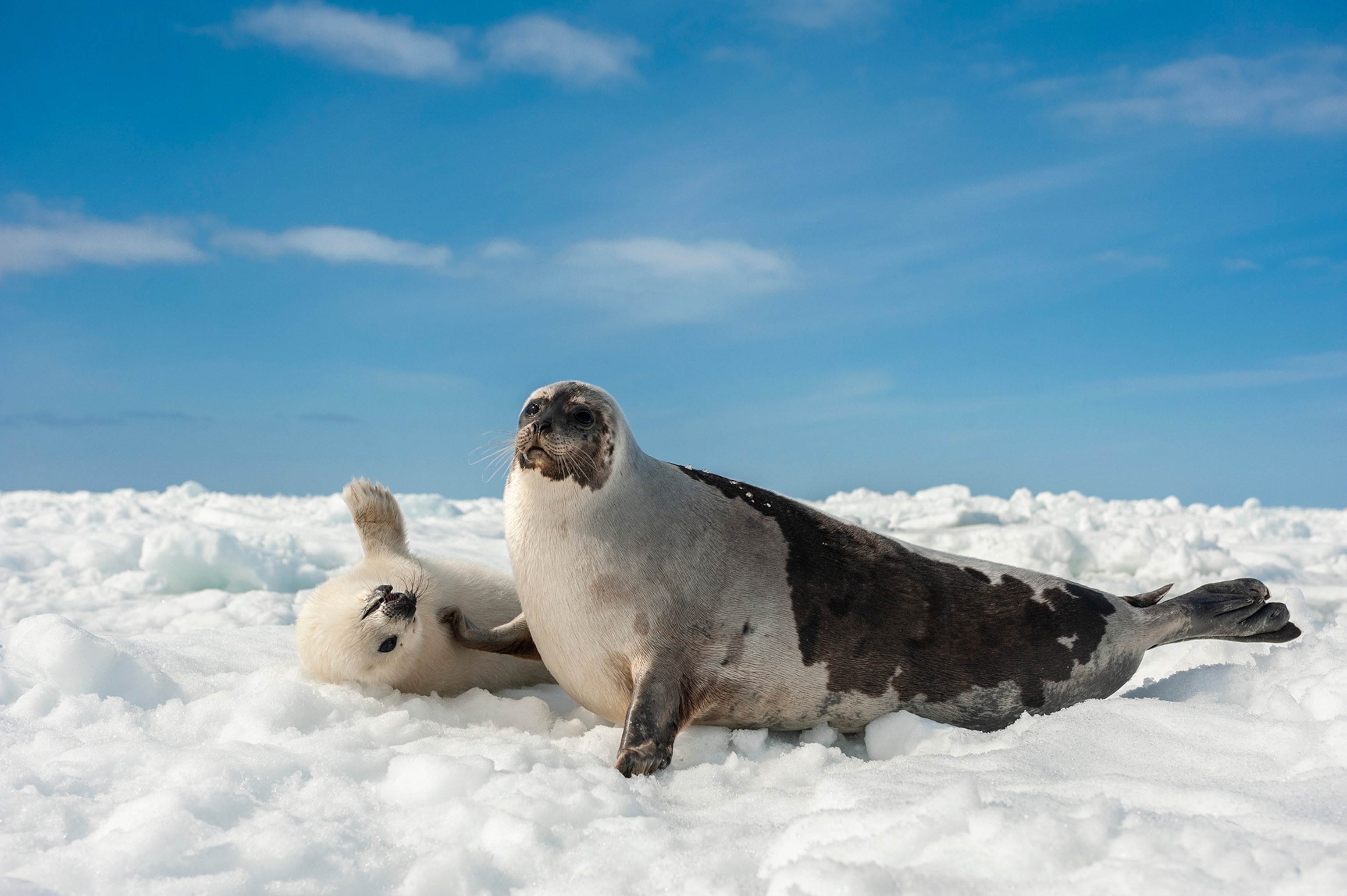A  pup and mother on snow the pup lays on its back as the mother places a fit on the pup's body. 