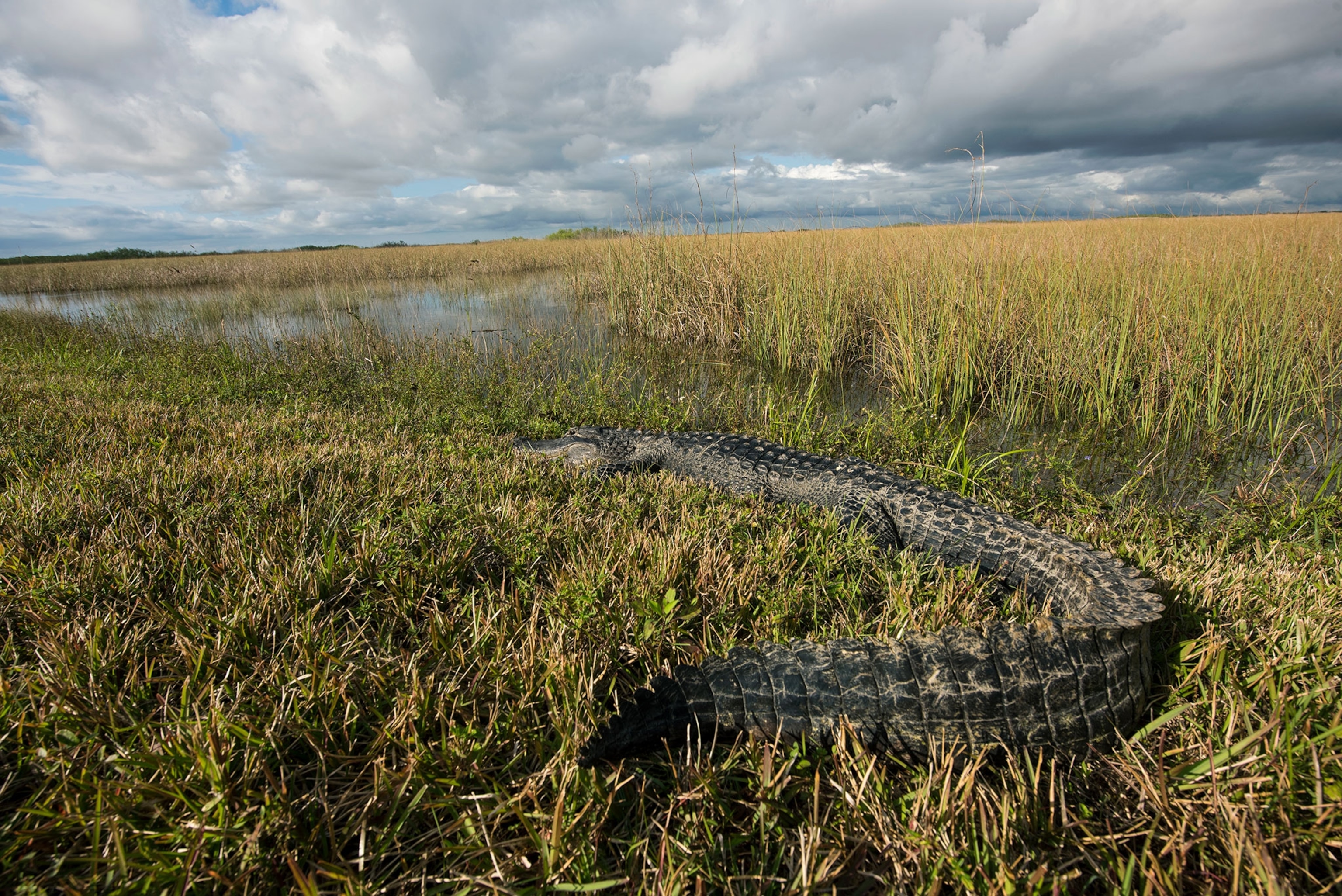 Close up of a gator tail in the high grasses of Everglades National Park, Florida.