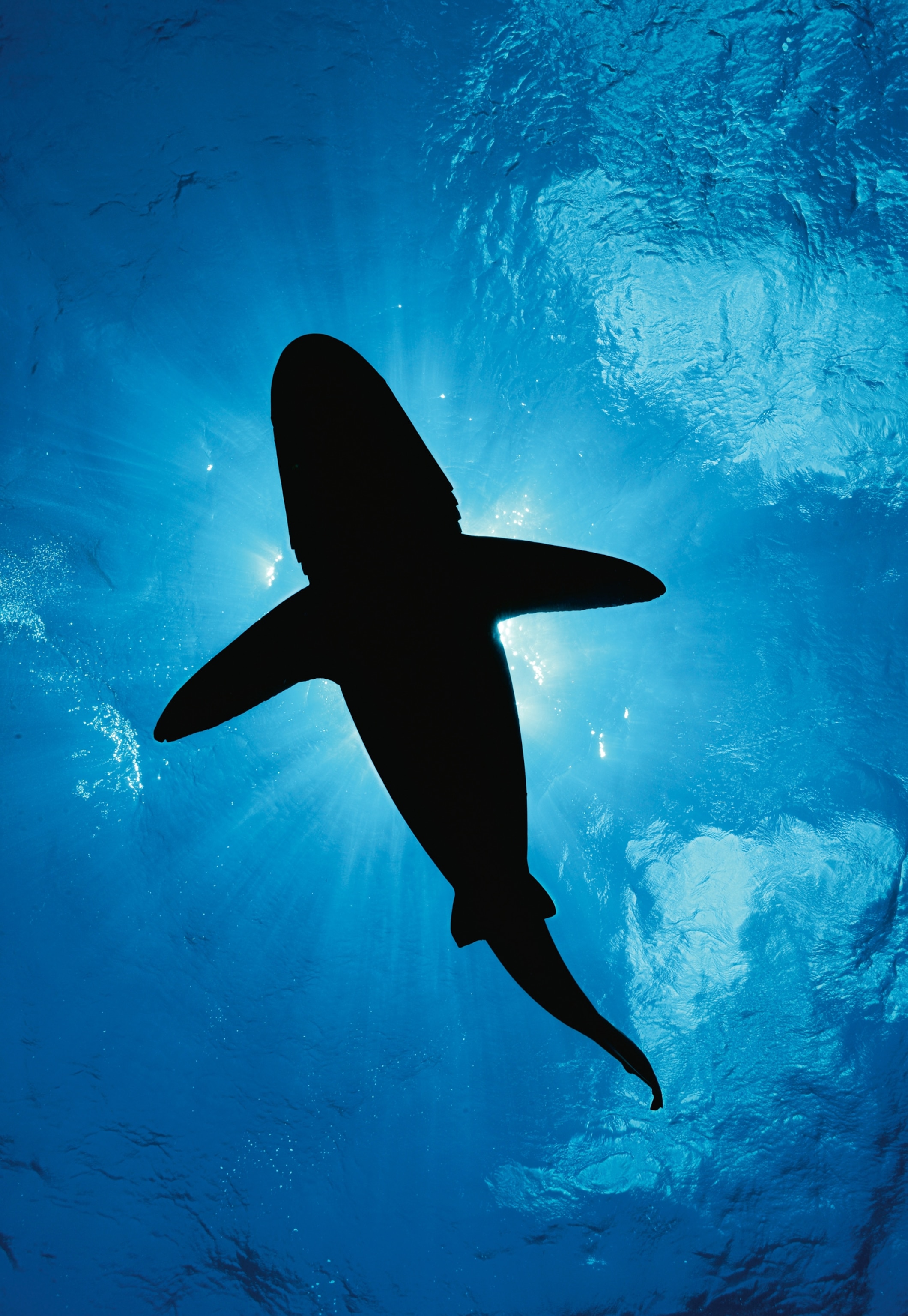 whitetip looking up toward sun