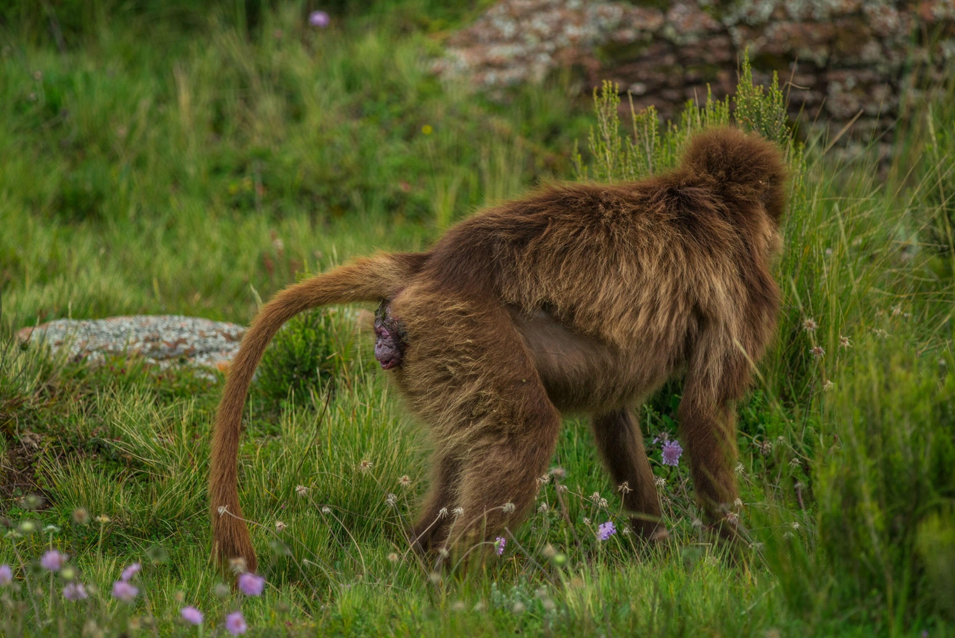 a gelada baboon giving birth