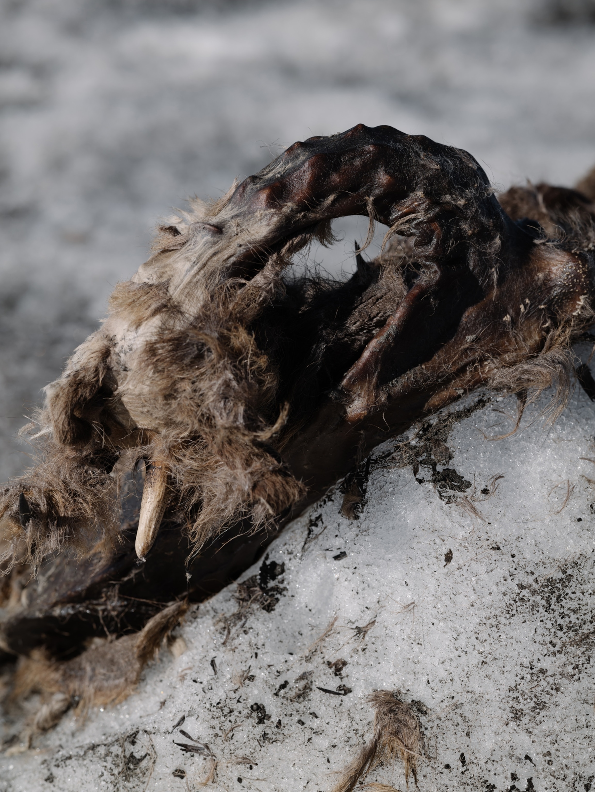 Details of the frozen chamois