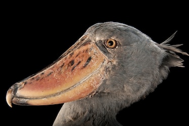 a shoebill stork