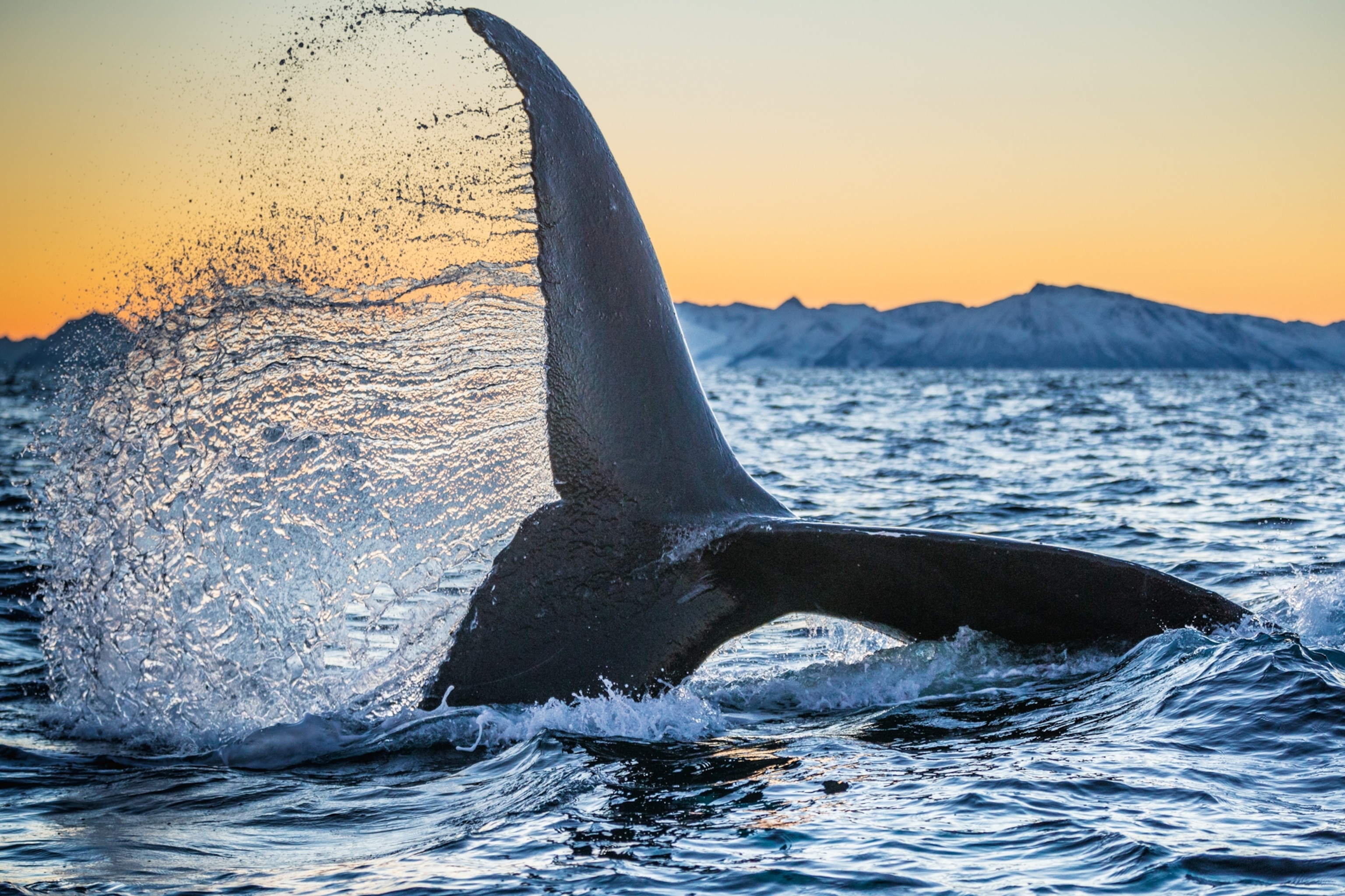 a humpback whale