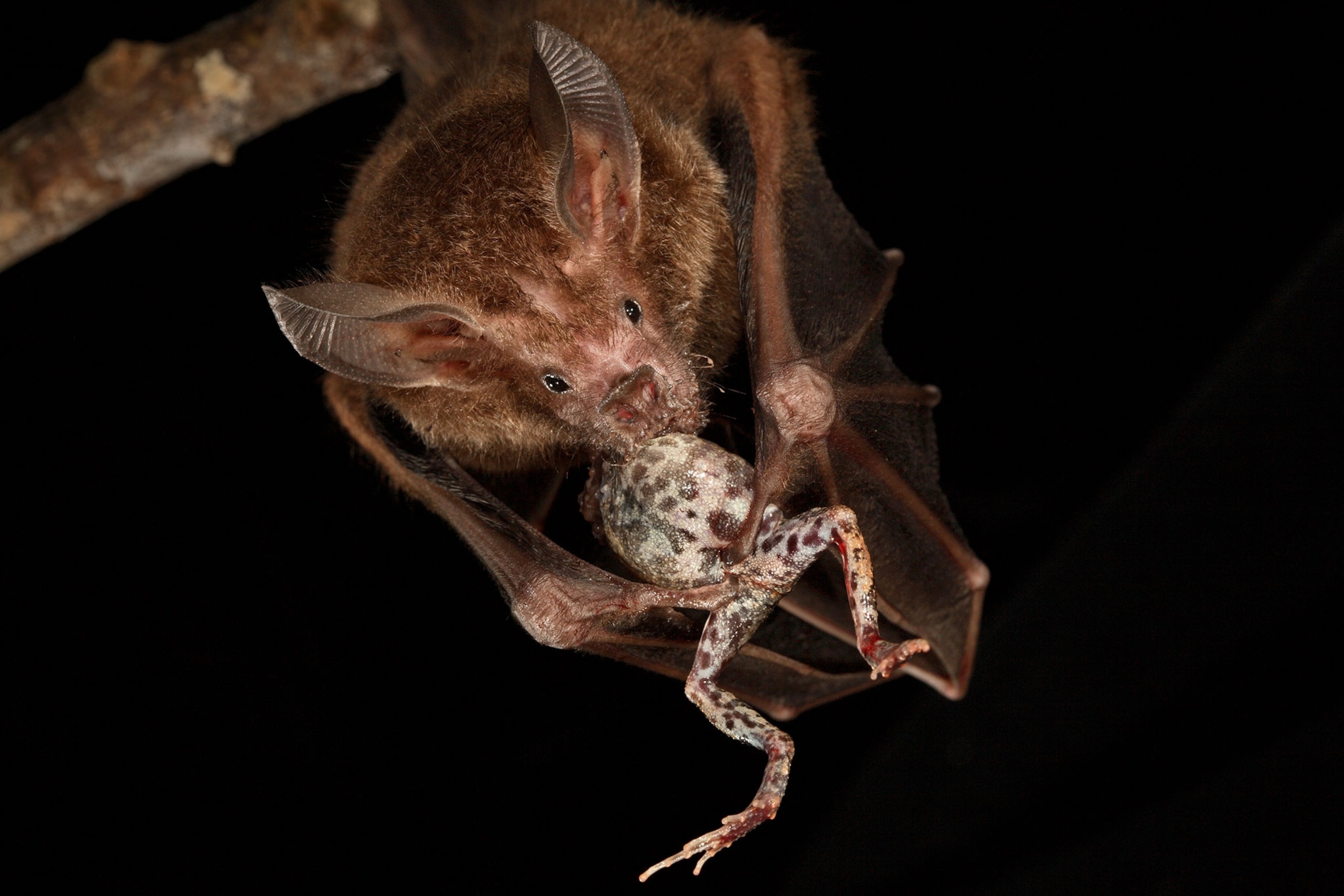 a fringed lipped bat eating a frog