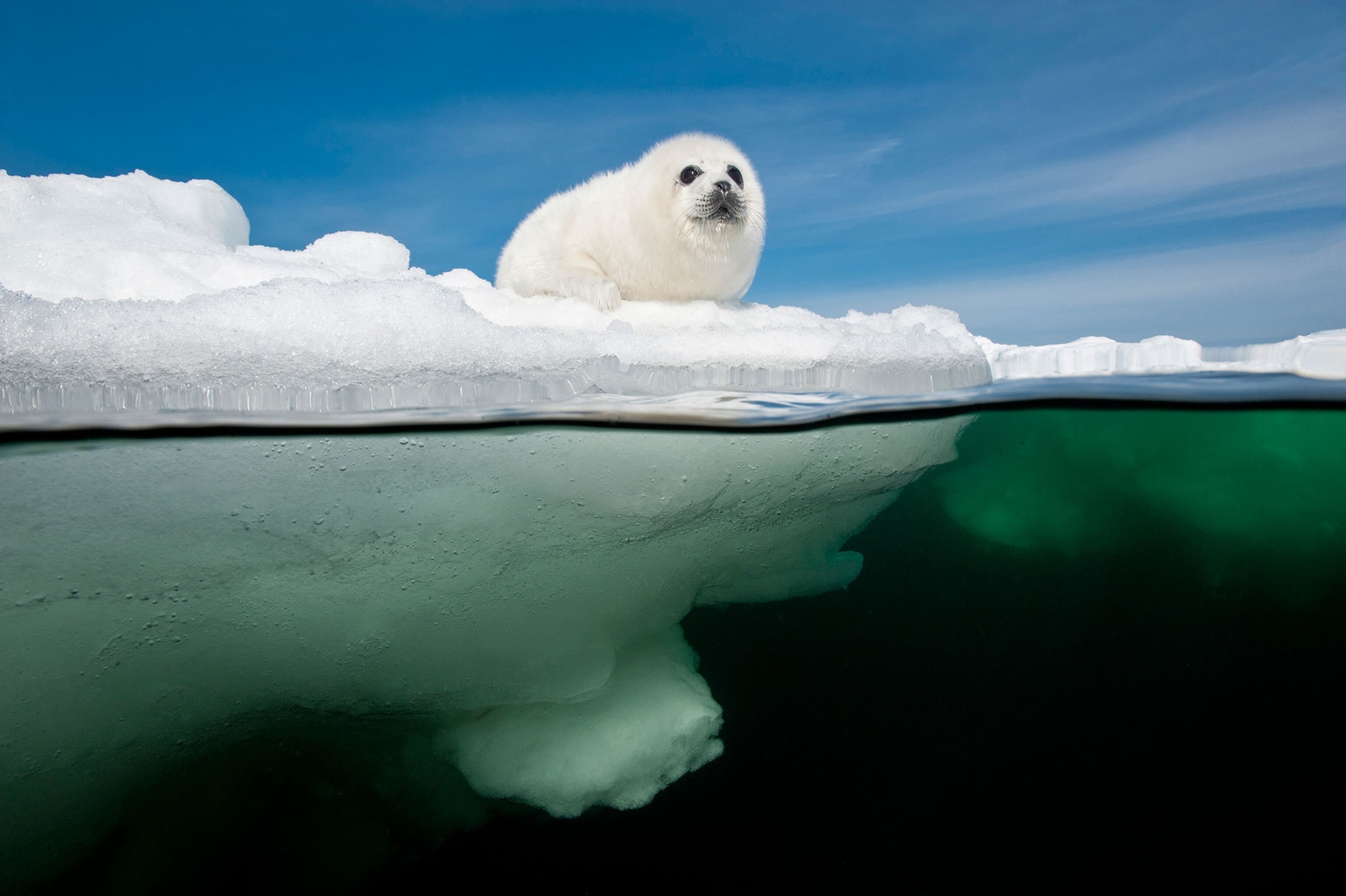 a harp seal
