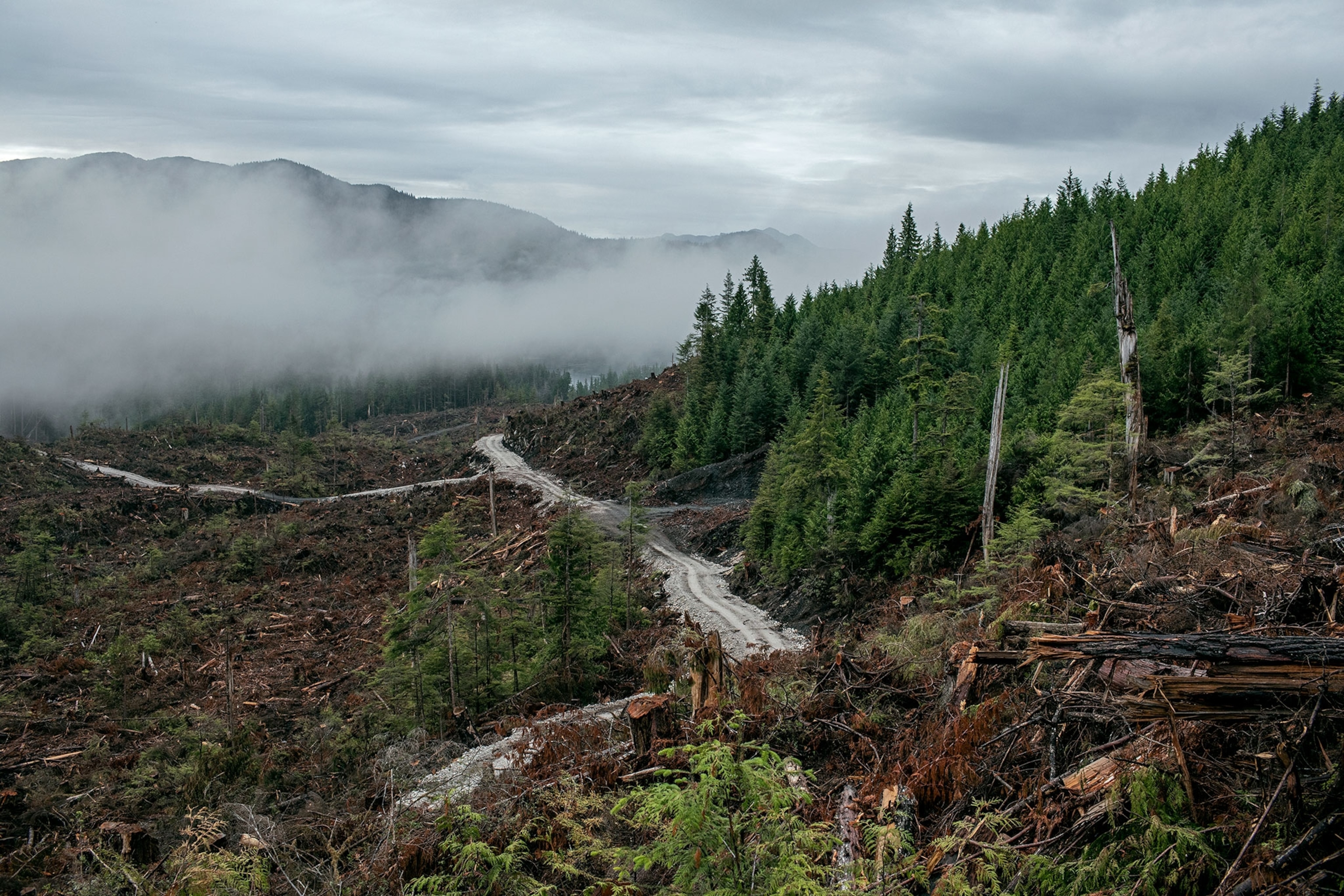 a heavily logged landscape