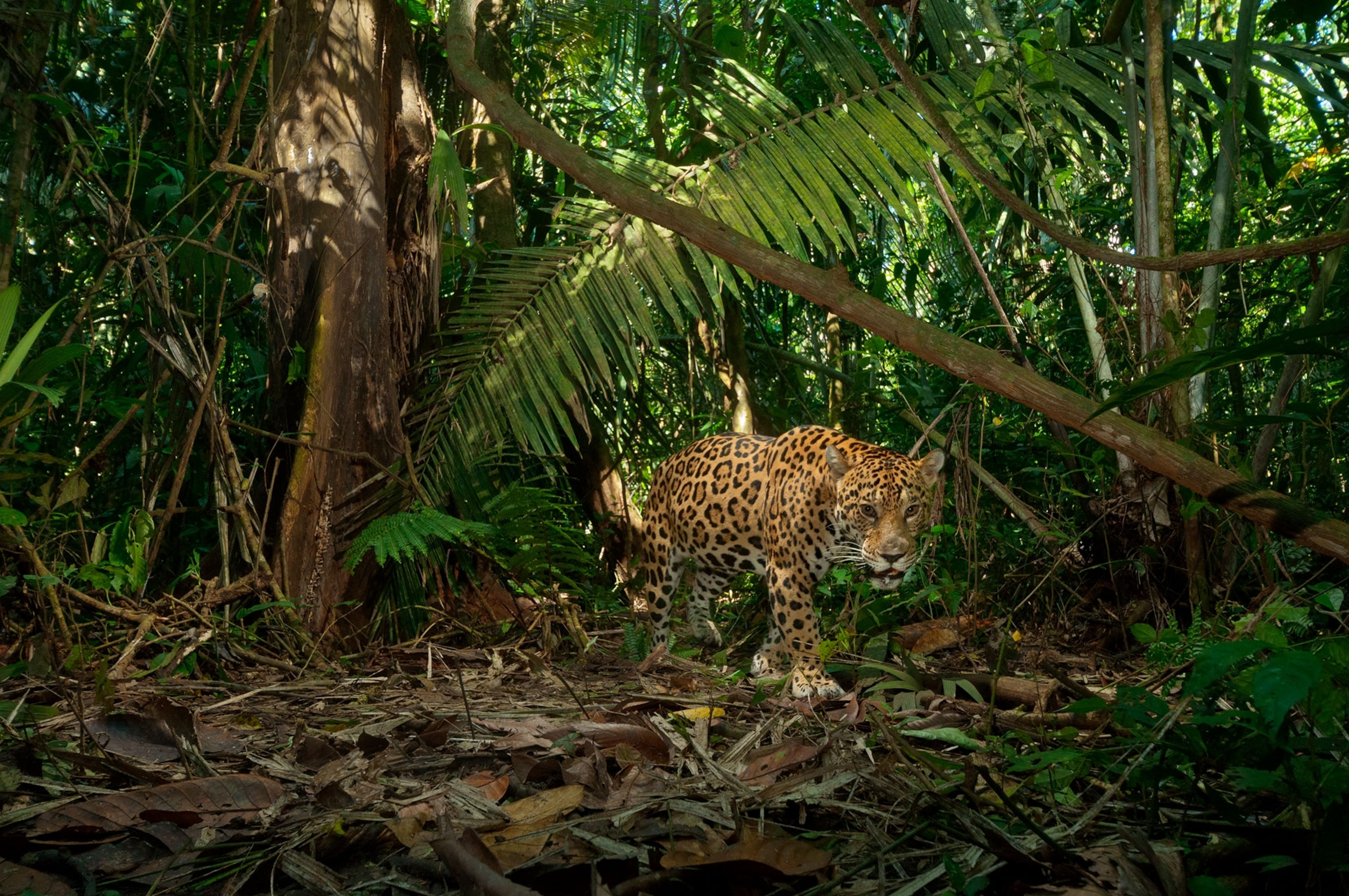 a jaguar