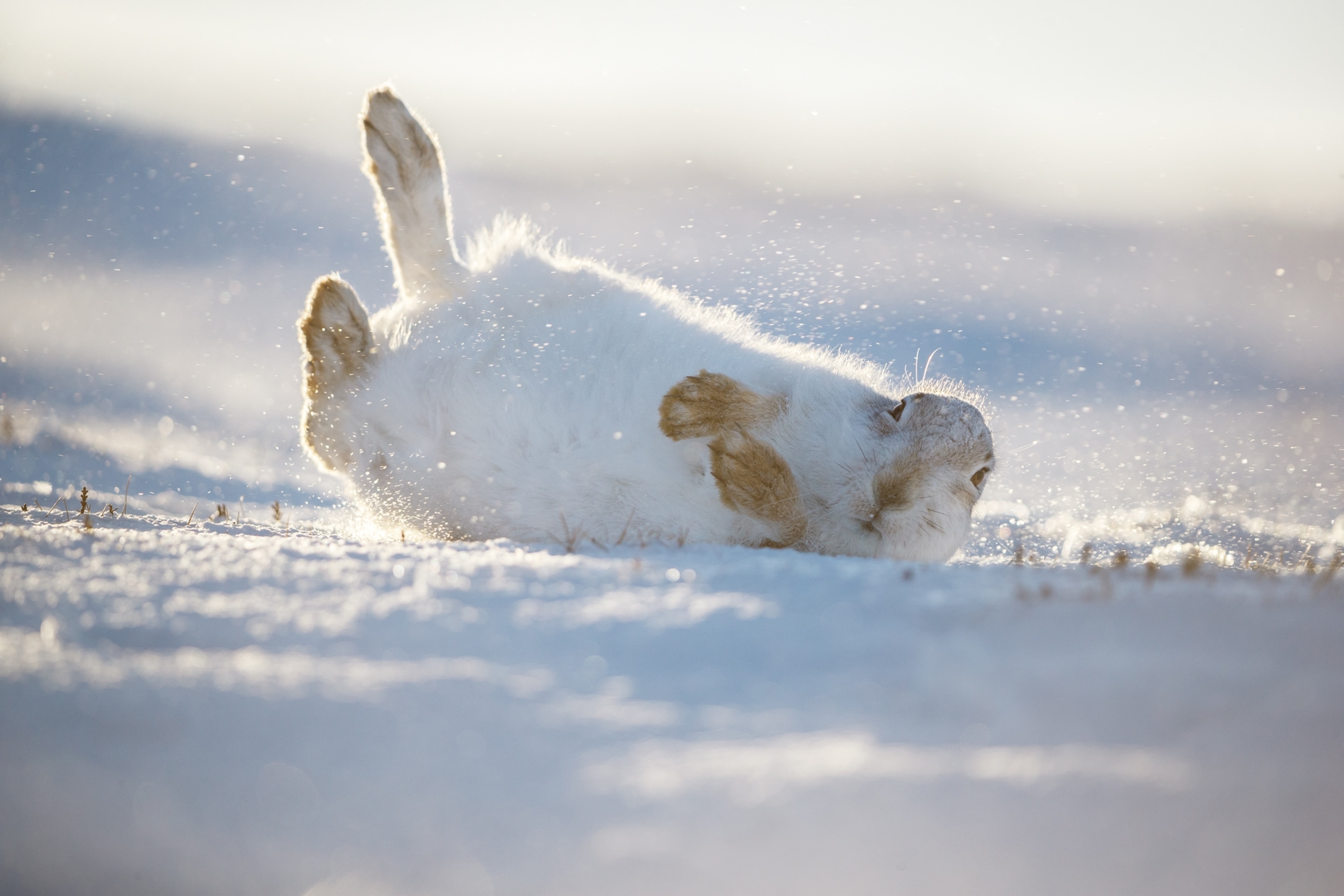 Picture of a hare rolling on its side with feet in the air on a thin layer of snow above the around with its ears tucked behind its head.