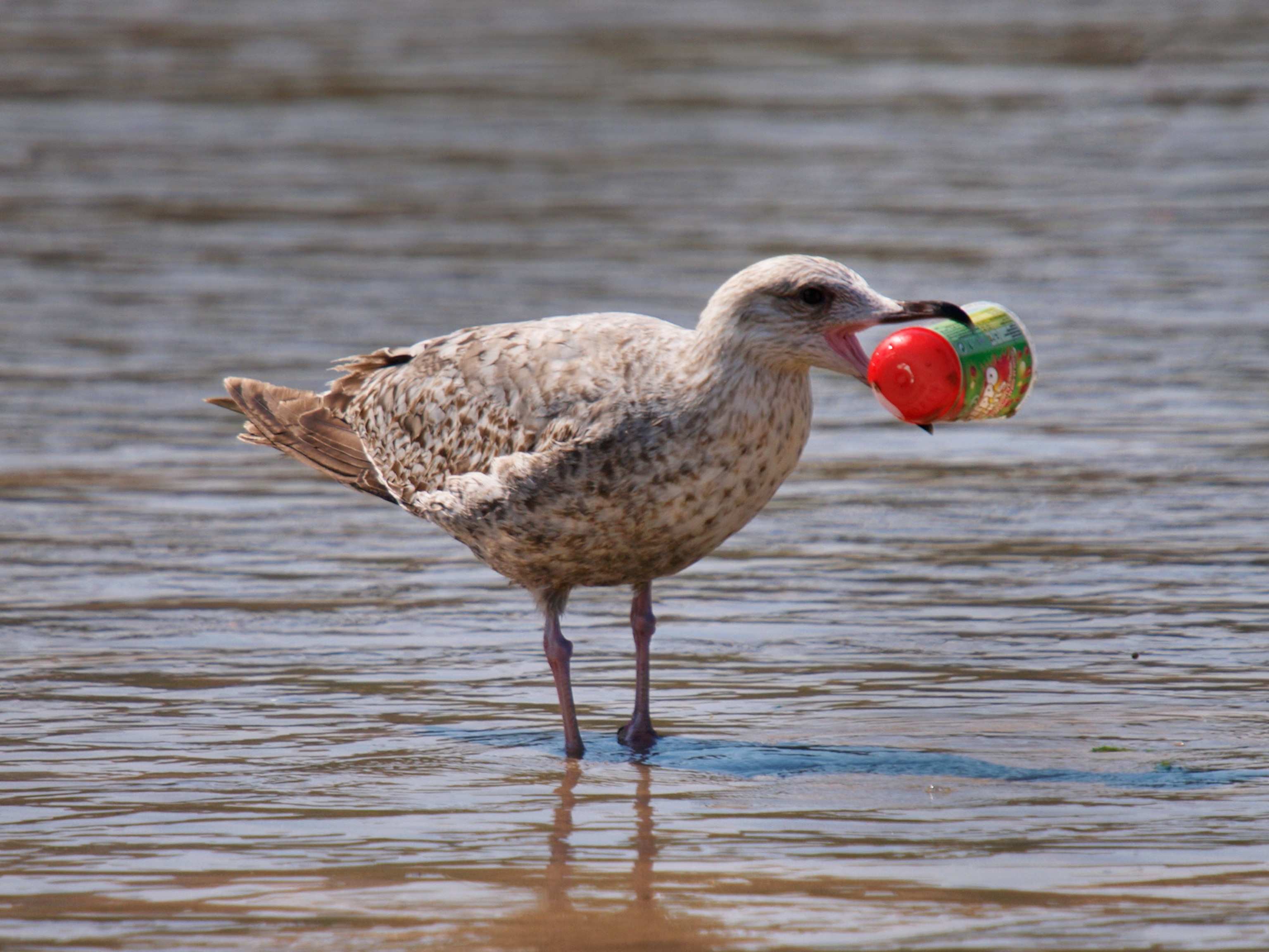 a gull with plastic in its mouth