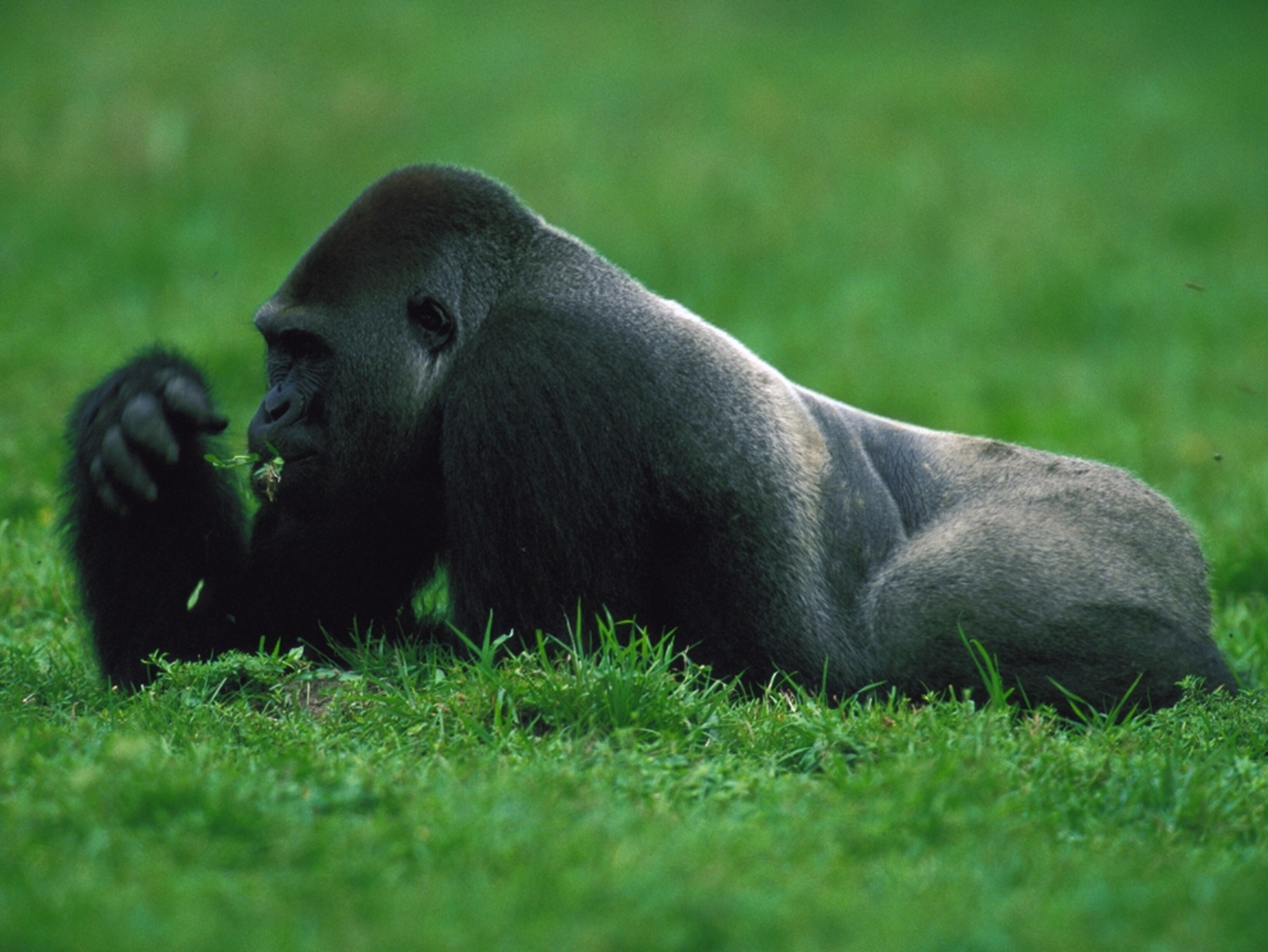 A western lowland gorilla nibbling on vegetation