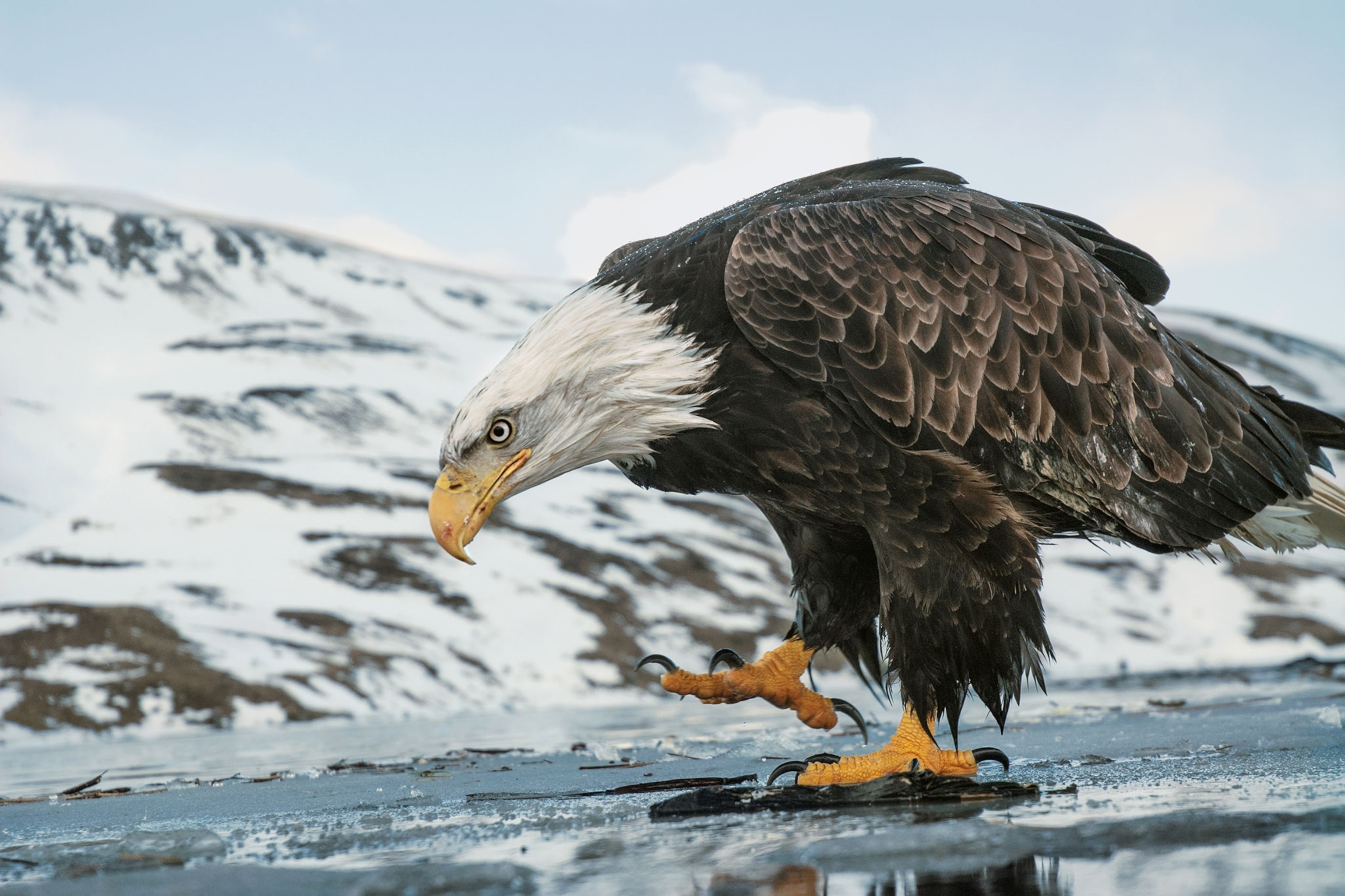 a bald eagle