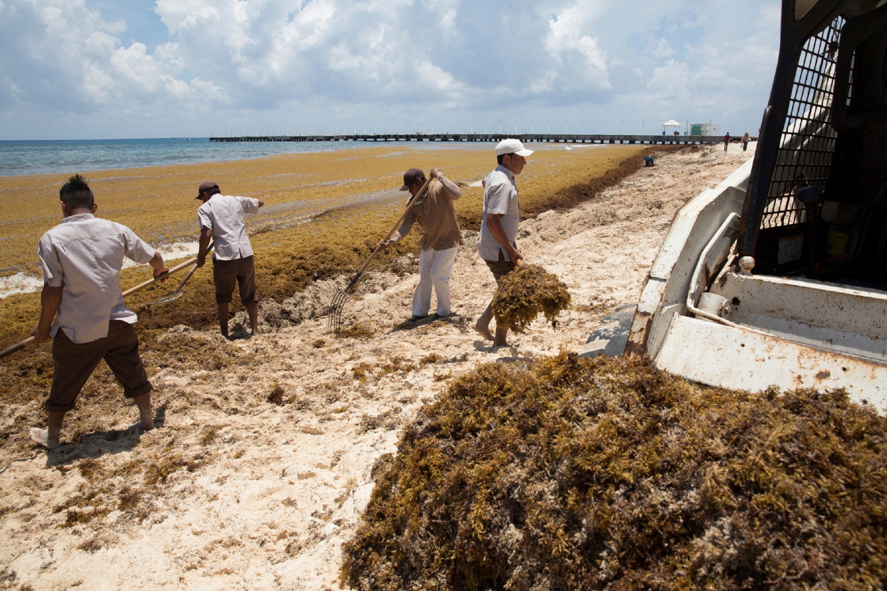 Men wearing white shoveling seaweed onto a truck