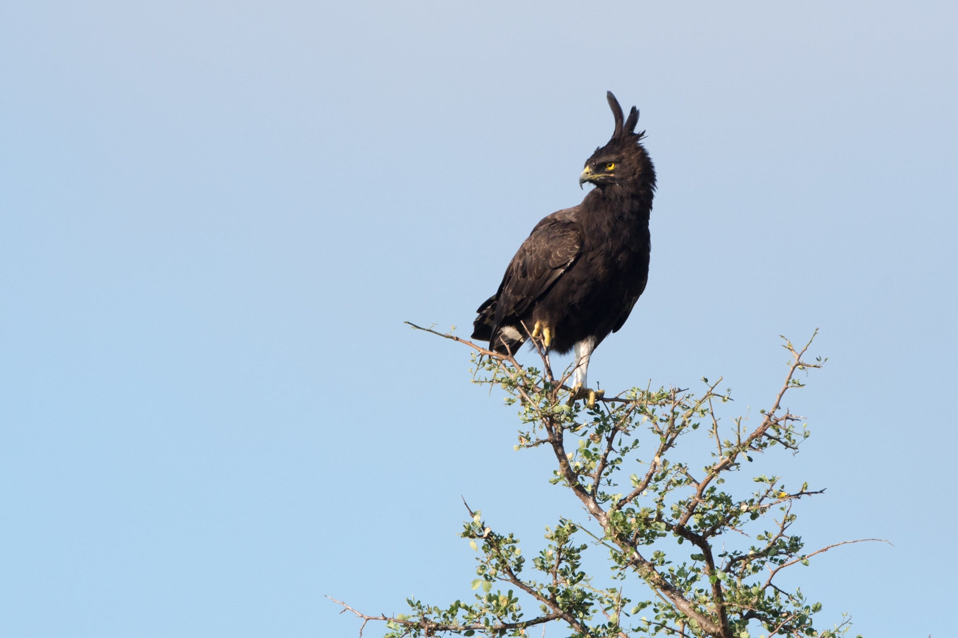 The feather of a long crested eagle stand up on the top of it's head.