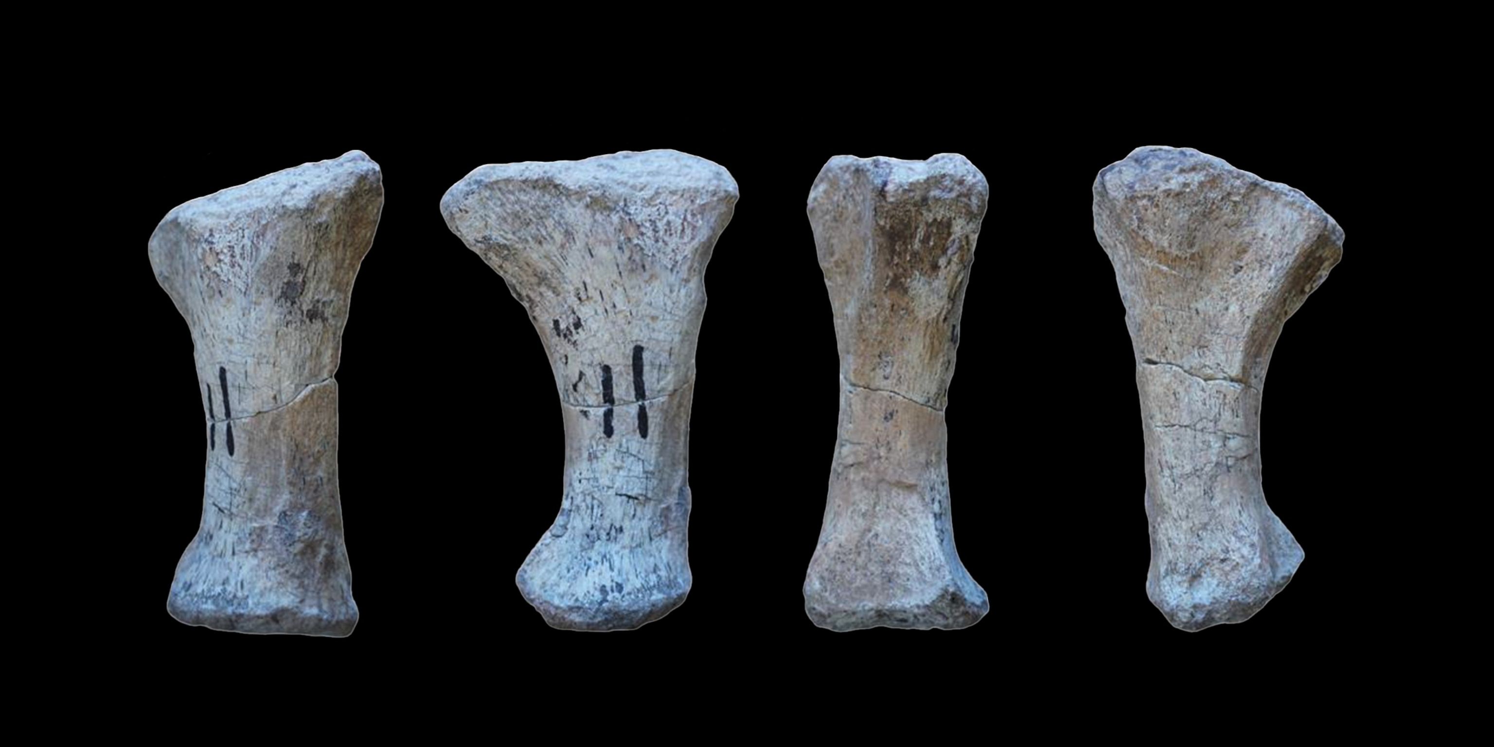A toe bone seen from 4 different angles