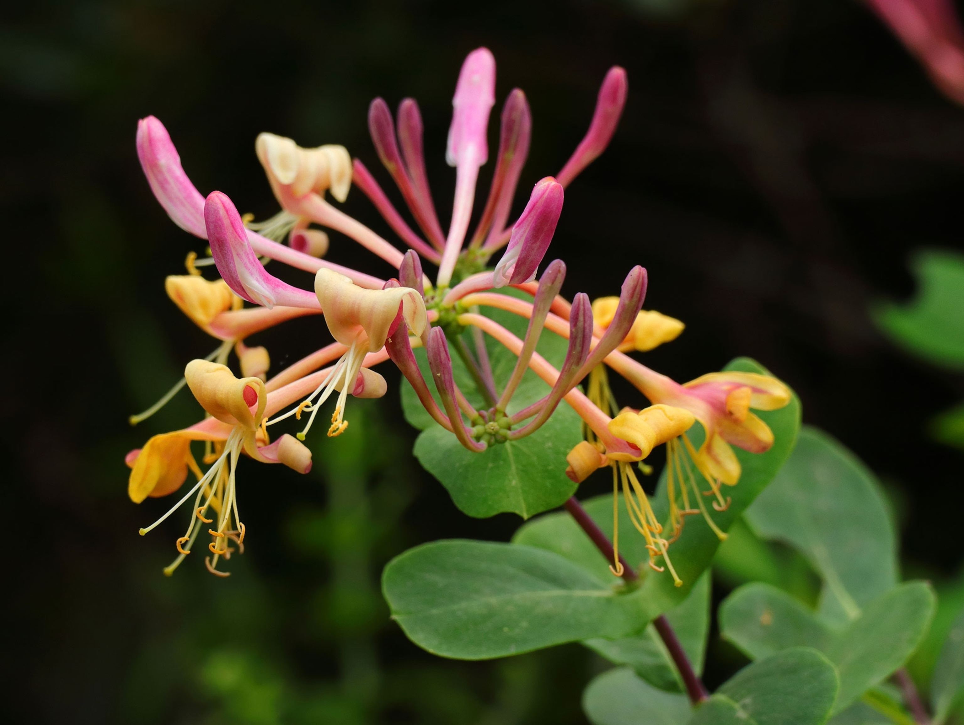 Honeysuckle flowers have a cooling, anti-inflammatory effect.
