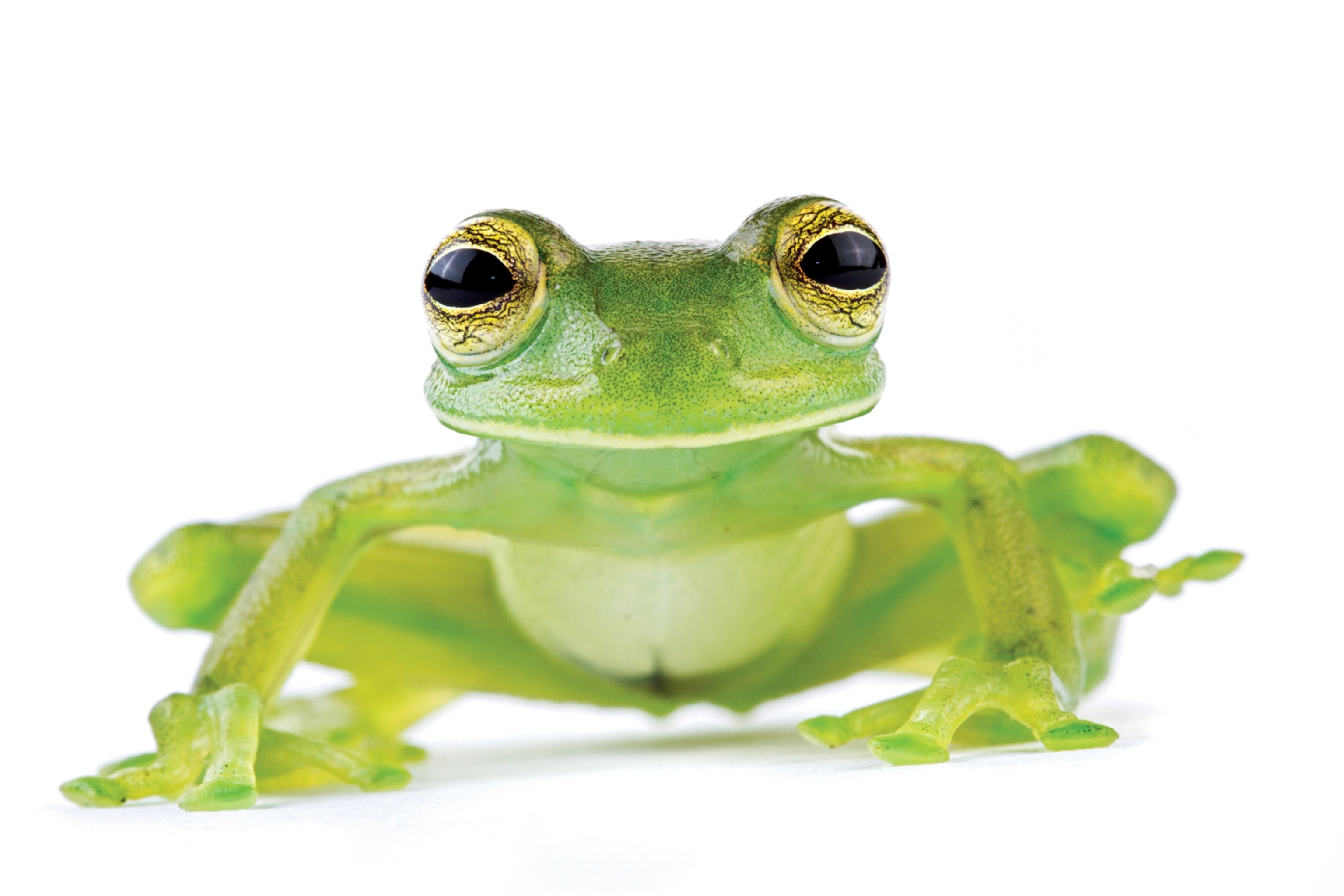 a glass frog in Tapanti National Park