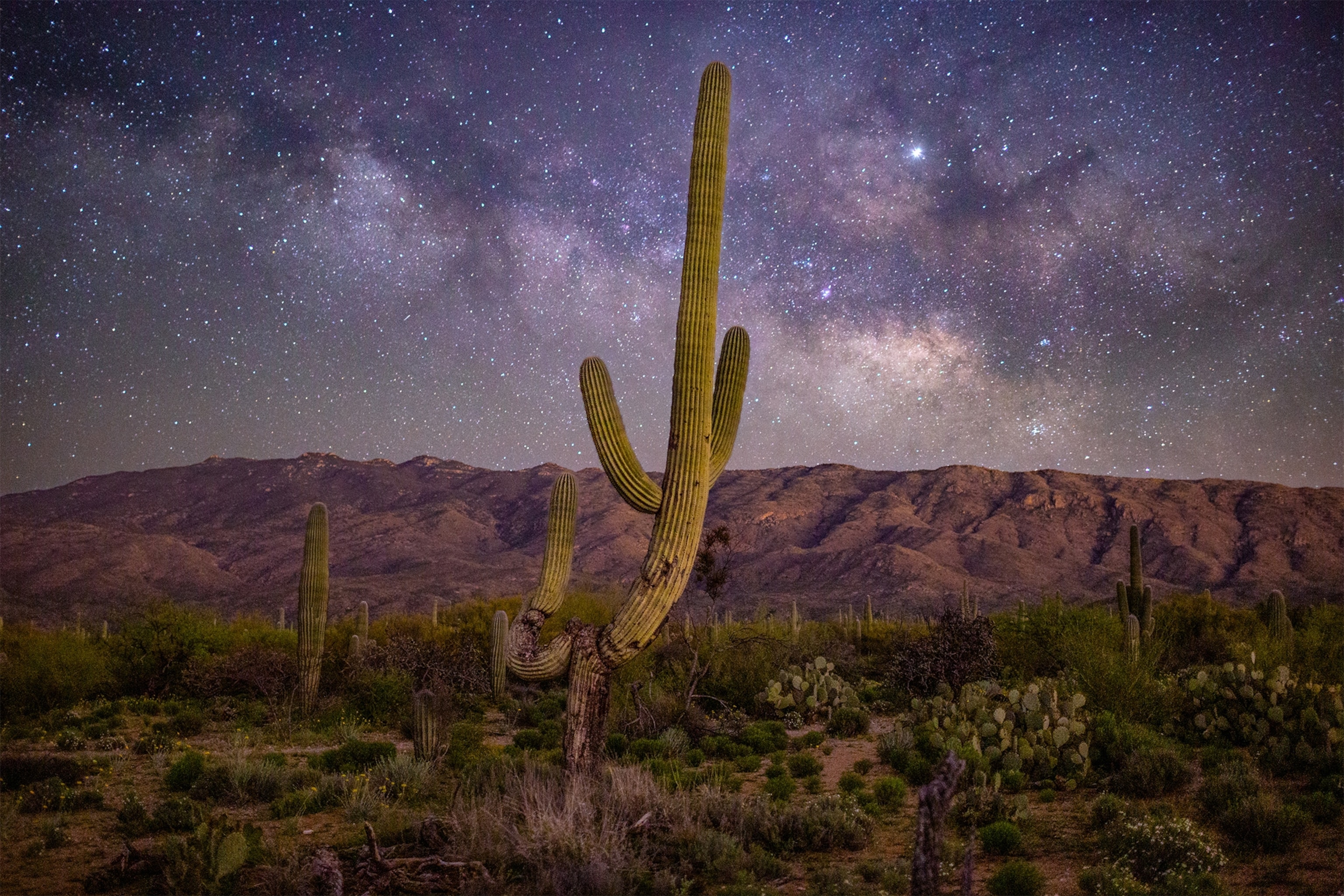 saguaro cactus at night