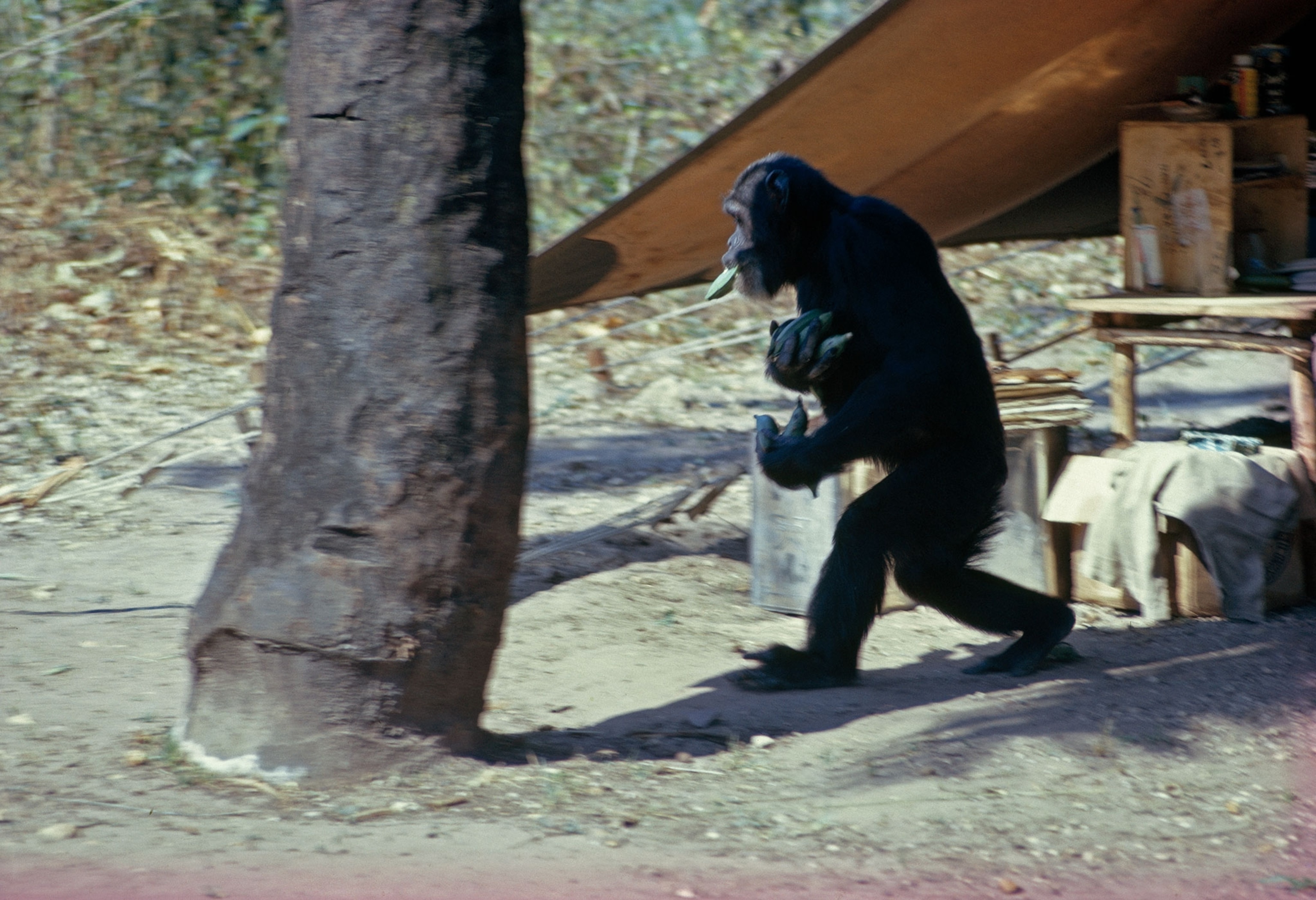 a chimpanzee walking on two legs while holding bananas