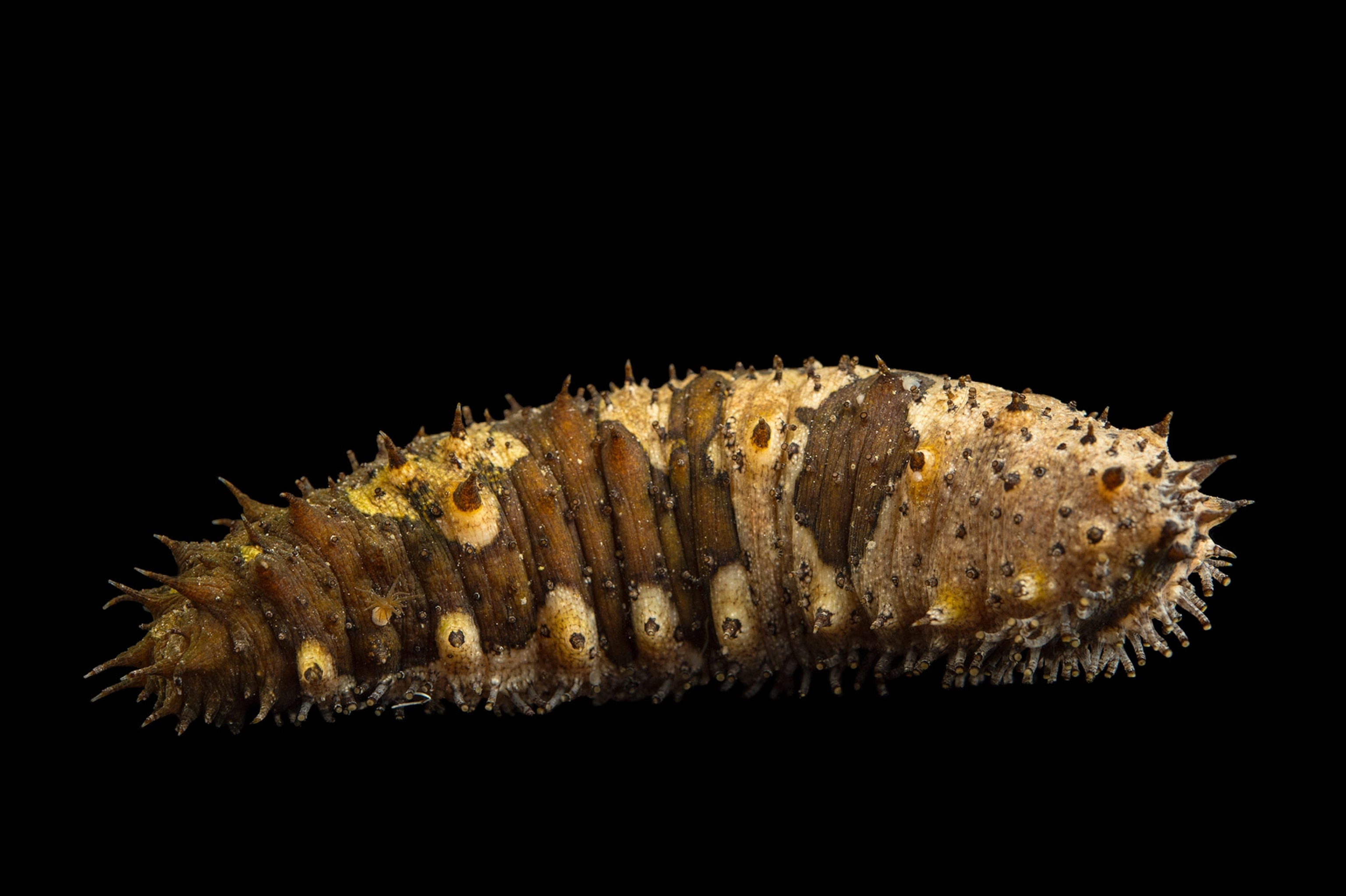 a sea cucumber (Holothuroidea) at the Loveland Living Planet Aquarium