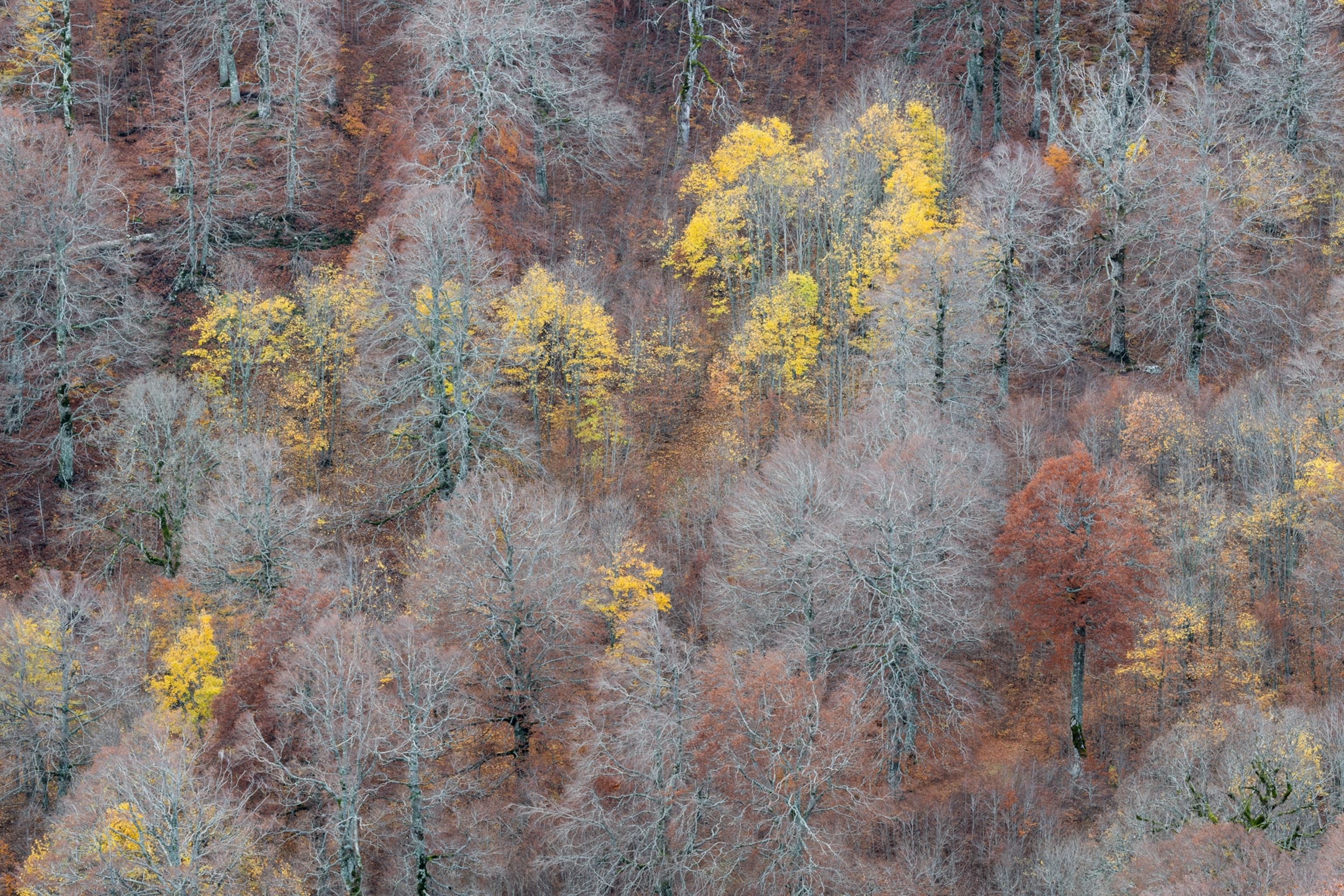 Picture of aerial view of colorful forest.
